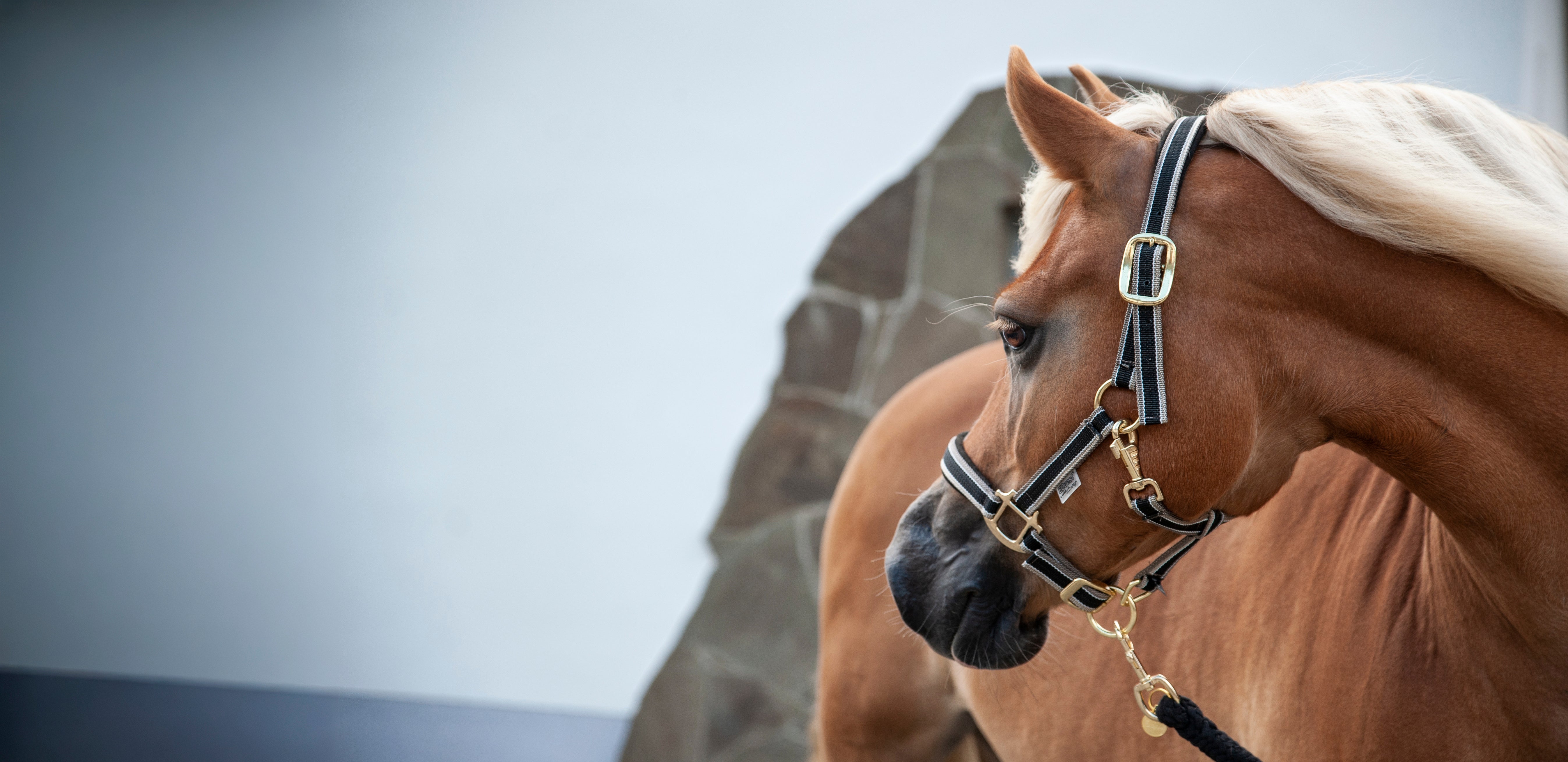 Halfter & Führstricke