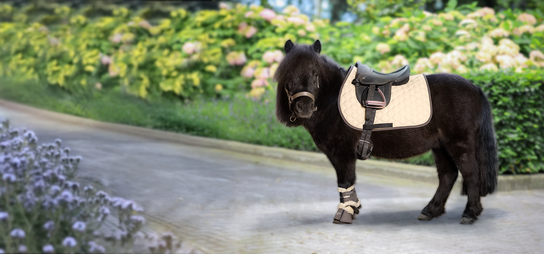 Pony Dreams