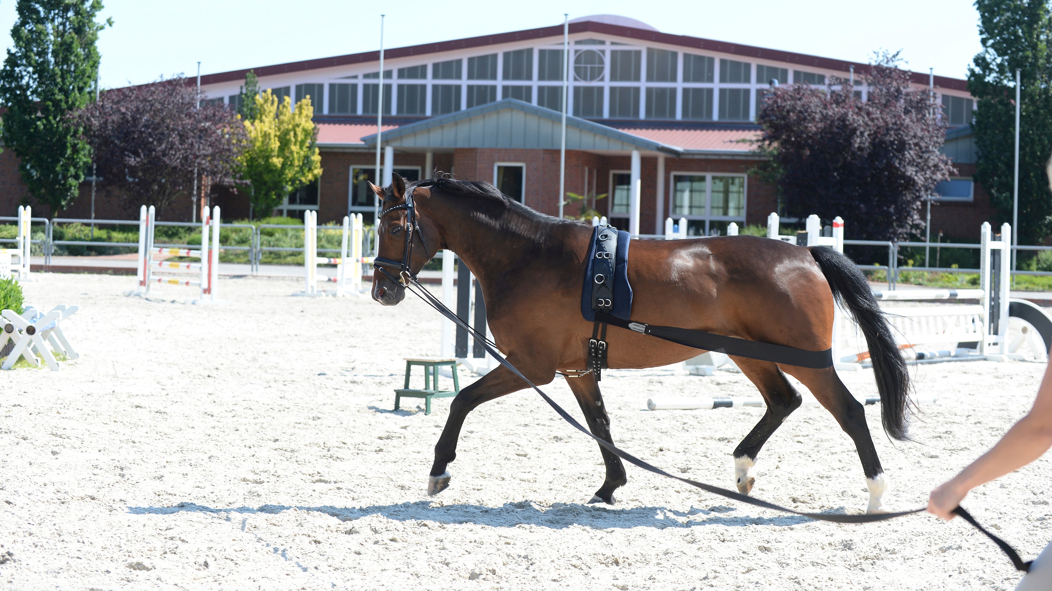 Longieren & Bodenarbeit