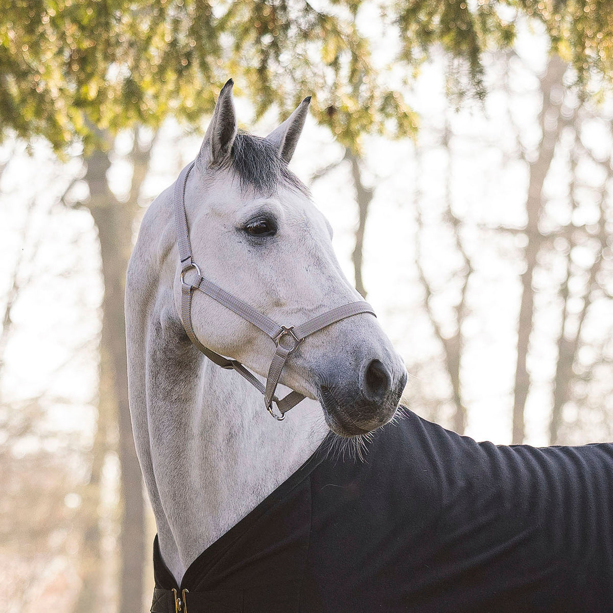 Halfter Regular an Pferdekopf. Pferd guckt nach rechts