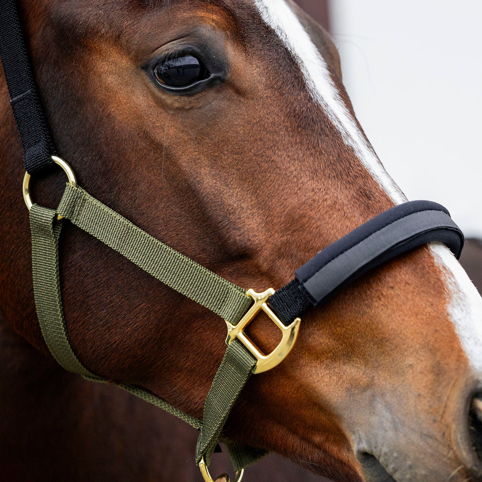 EQUEST Halfter EQ Stretch | Messing Finish