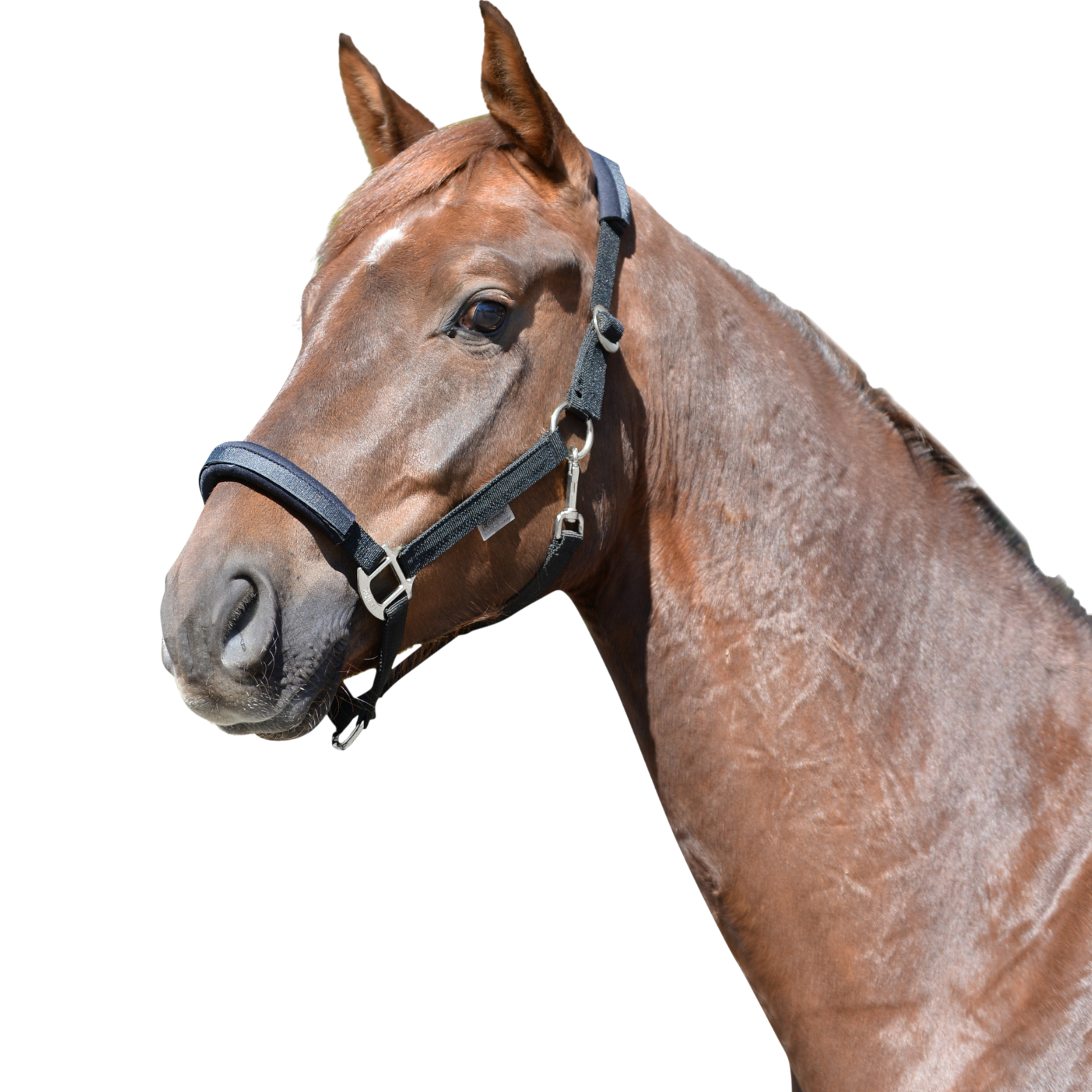 EQUEST Halter EQ Stretch | Nickel finish