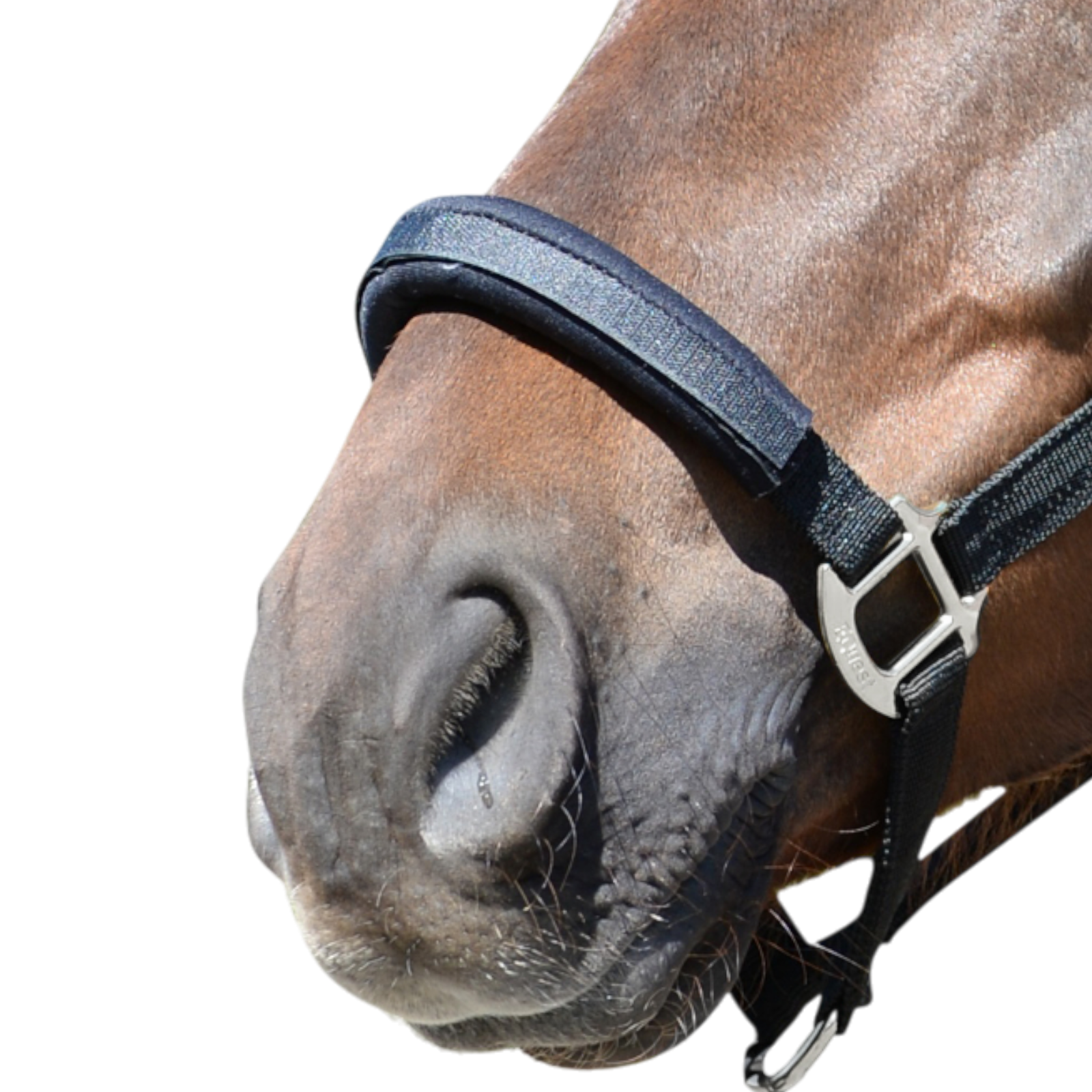 EQUEST Halfter EQ Stretch | Nickel Finish