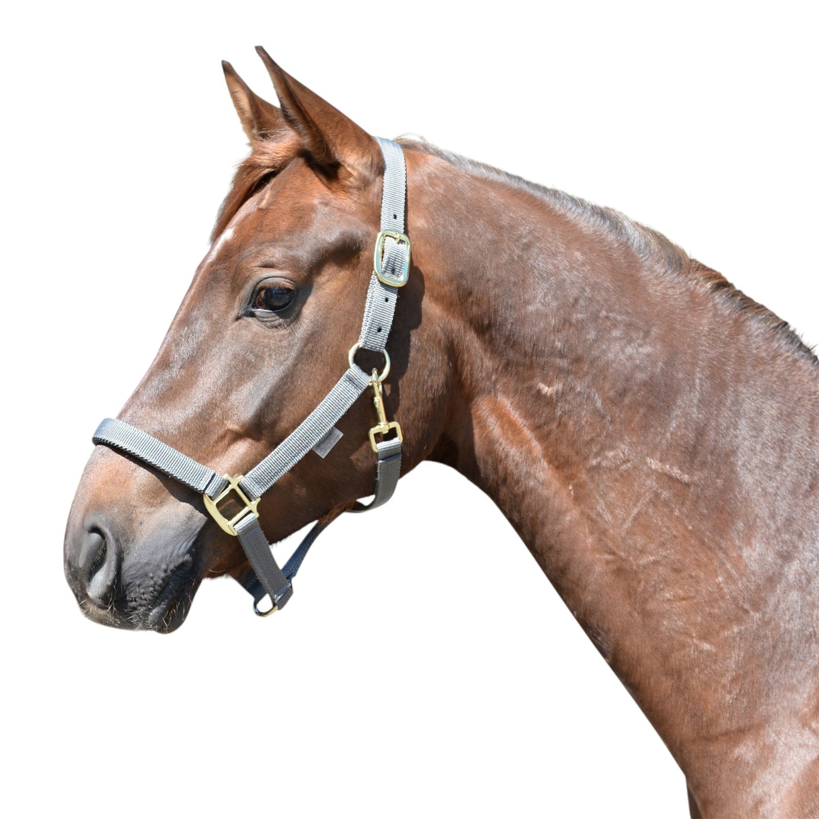 EQUEST halter Uno Xtreme | Brass finish