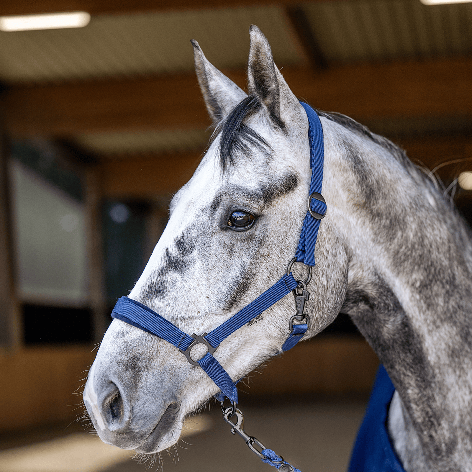 EQUEST Halfter Regular Plus | Black Finish - EQUEST by Hoelscher