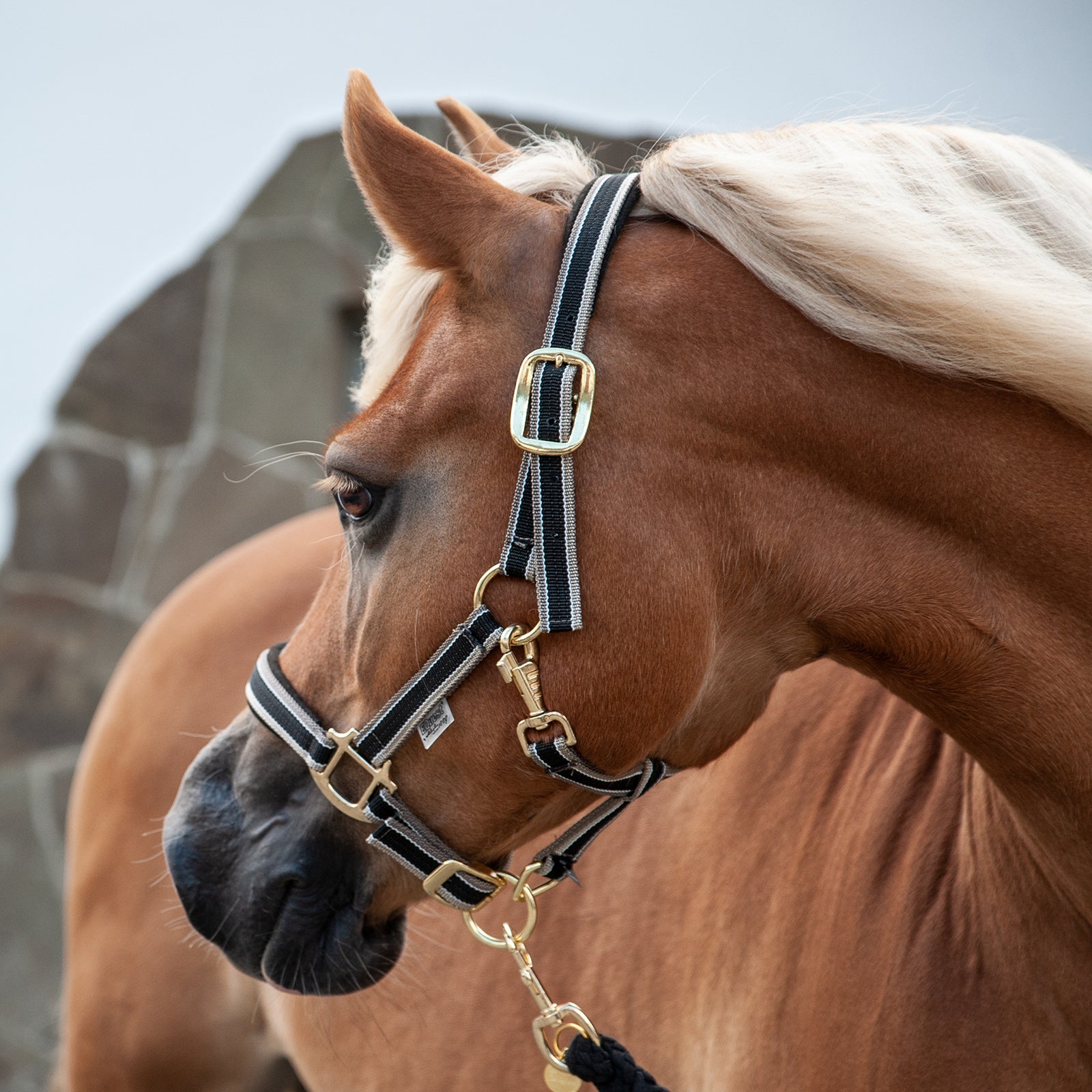 EQUEST Halfter Dual Plus | Messing Finish