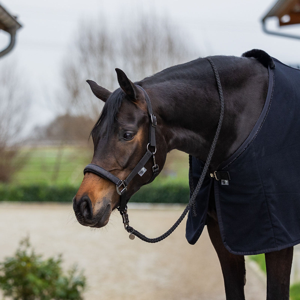 Dunkelbrauner mit schwarzem EQUEST Halfter Uno Plus Royal Glitter und Navy Decke im Freien