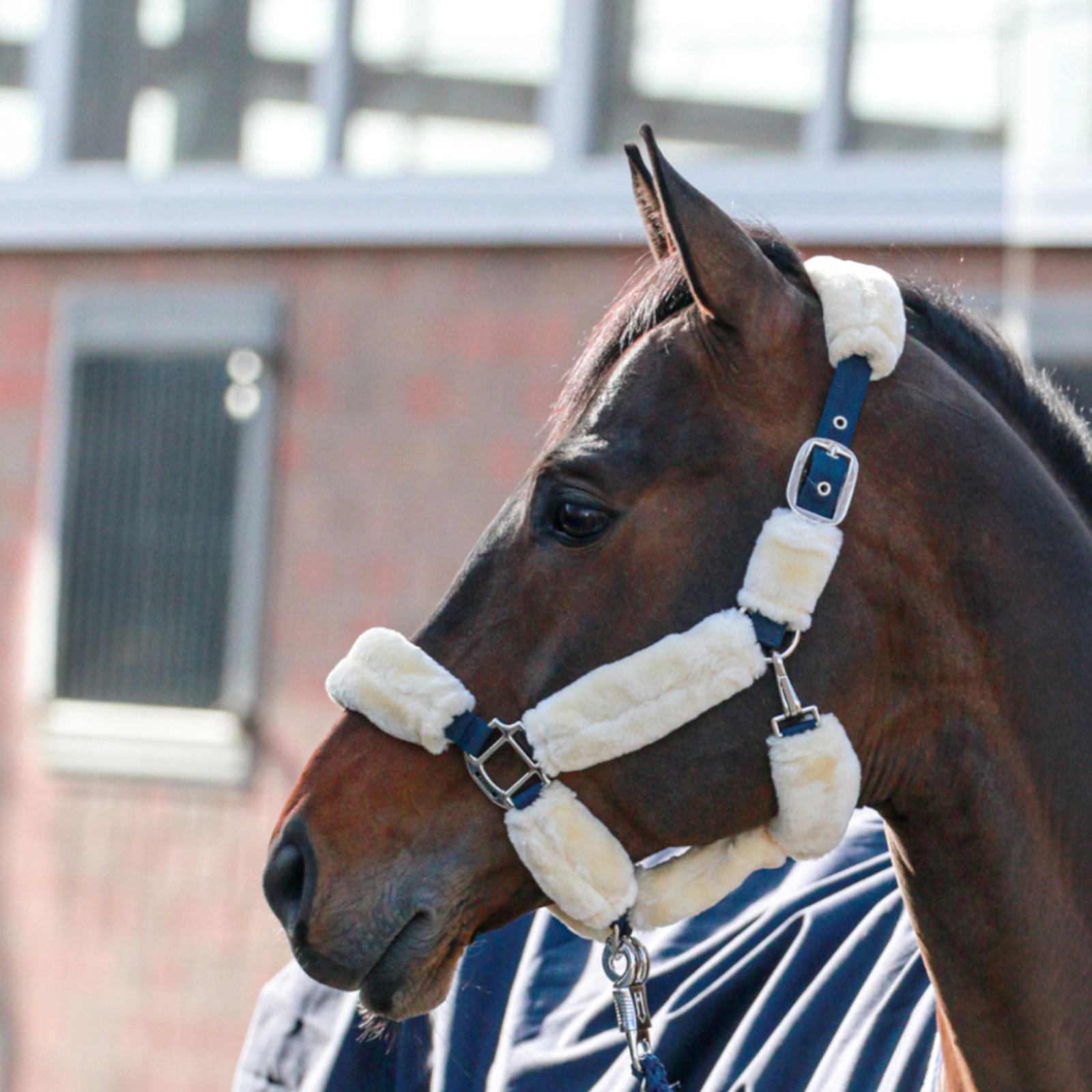 EQUEST Halter Comfort