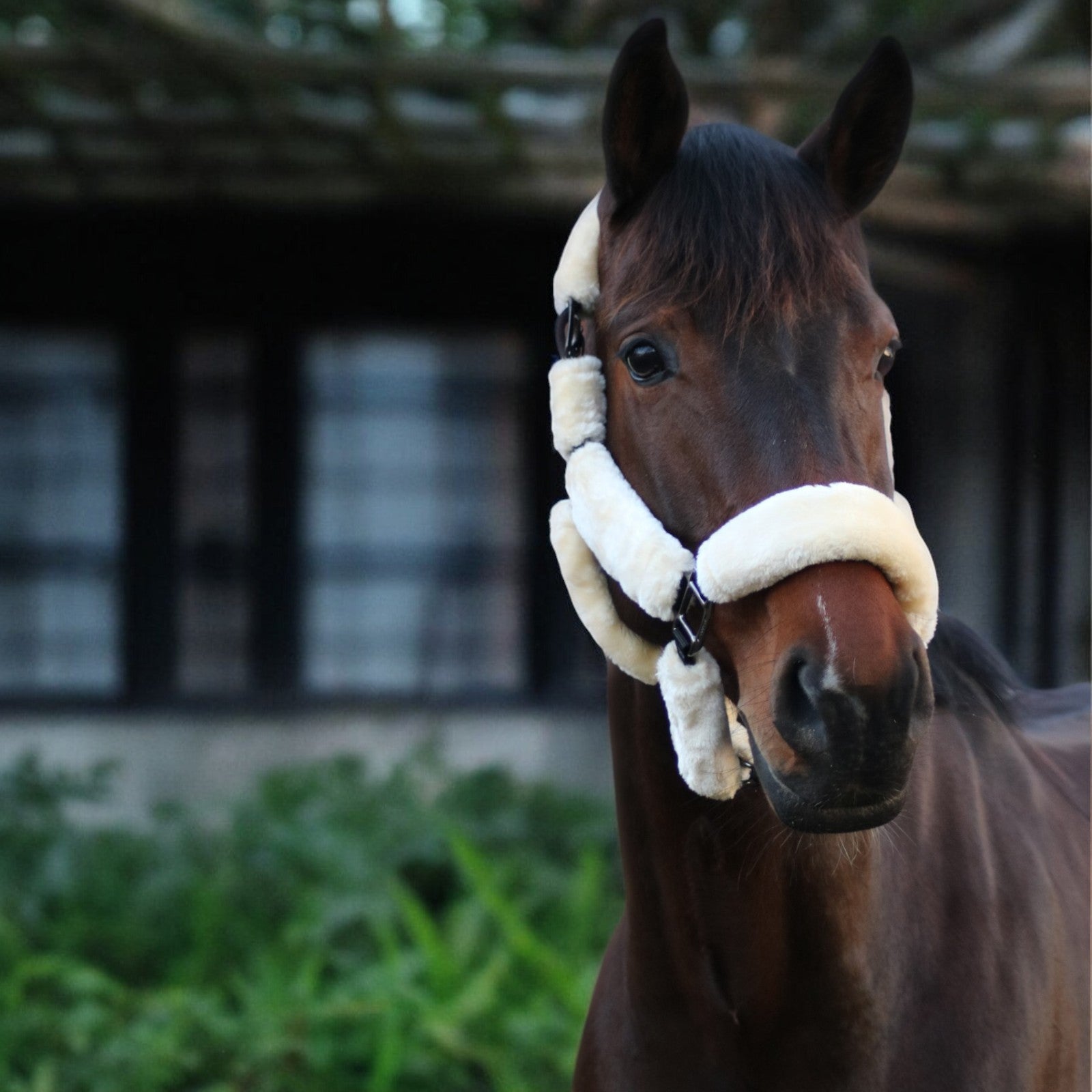 EQUEST Halfter Comfort