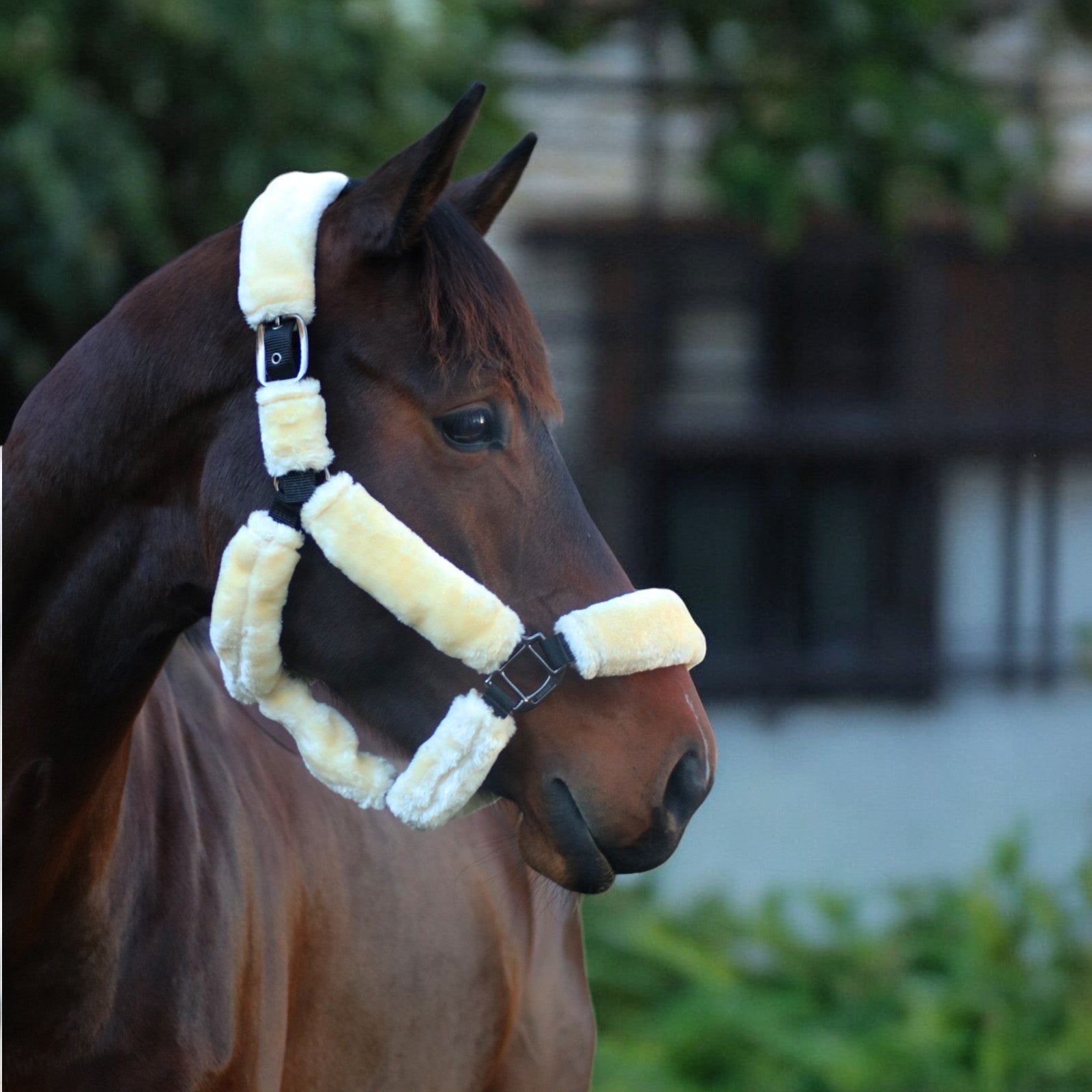 EQUEST Halter Comfort