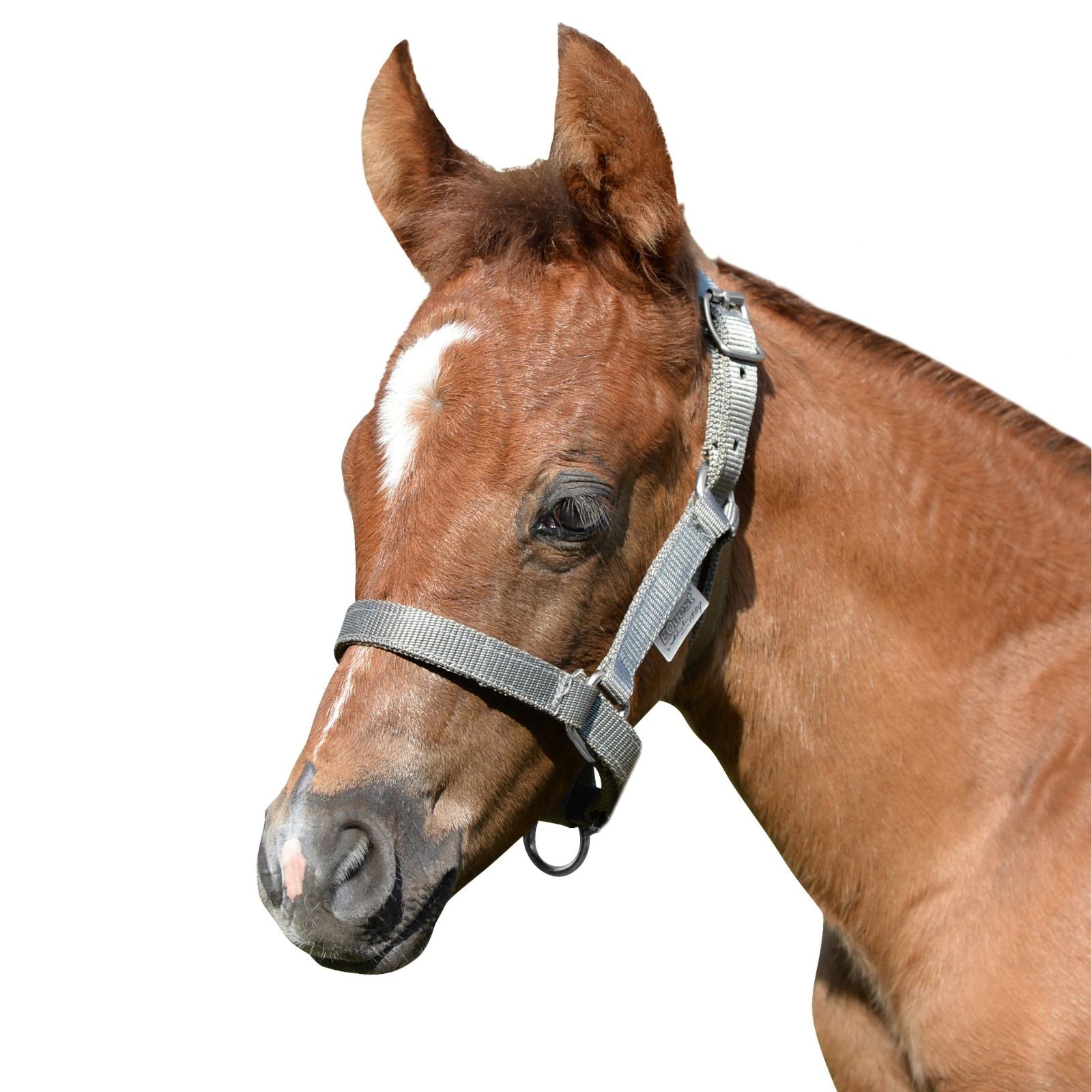 EQUEST Halfter Dual Fohlen | Chrom Finish
