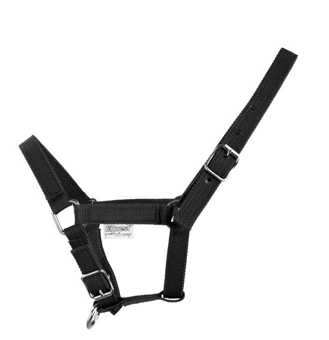EQUEST Halfter Dual Fohlen | Chrom Finish