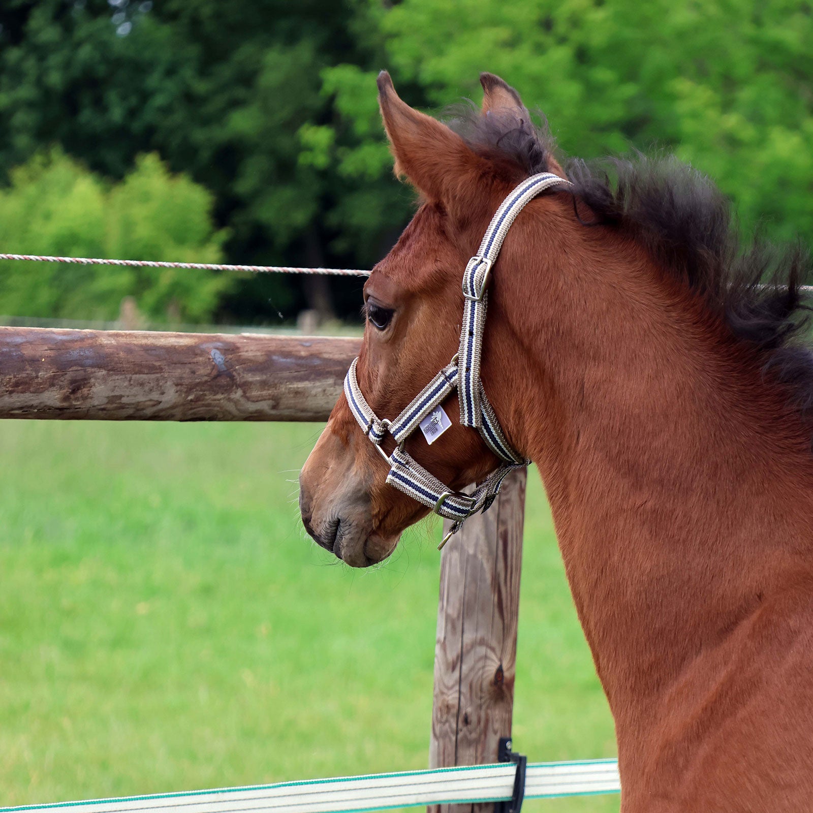 EQUEST Halfter Dual Fohlen | Chrom Finish