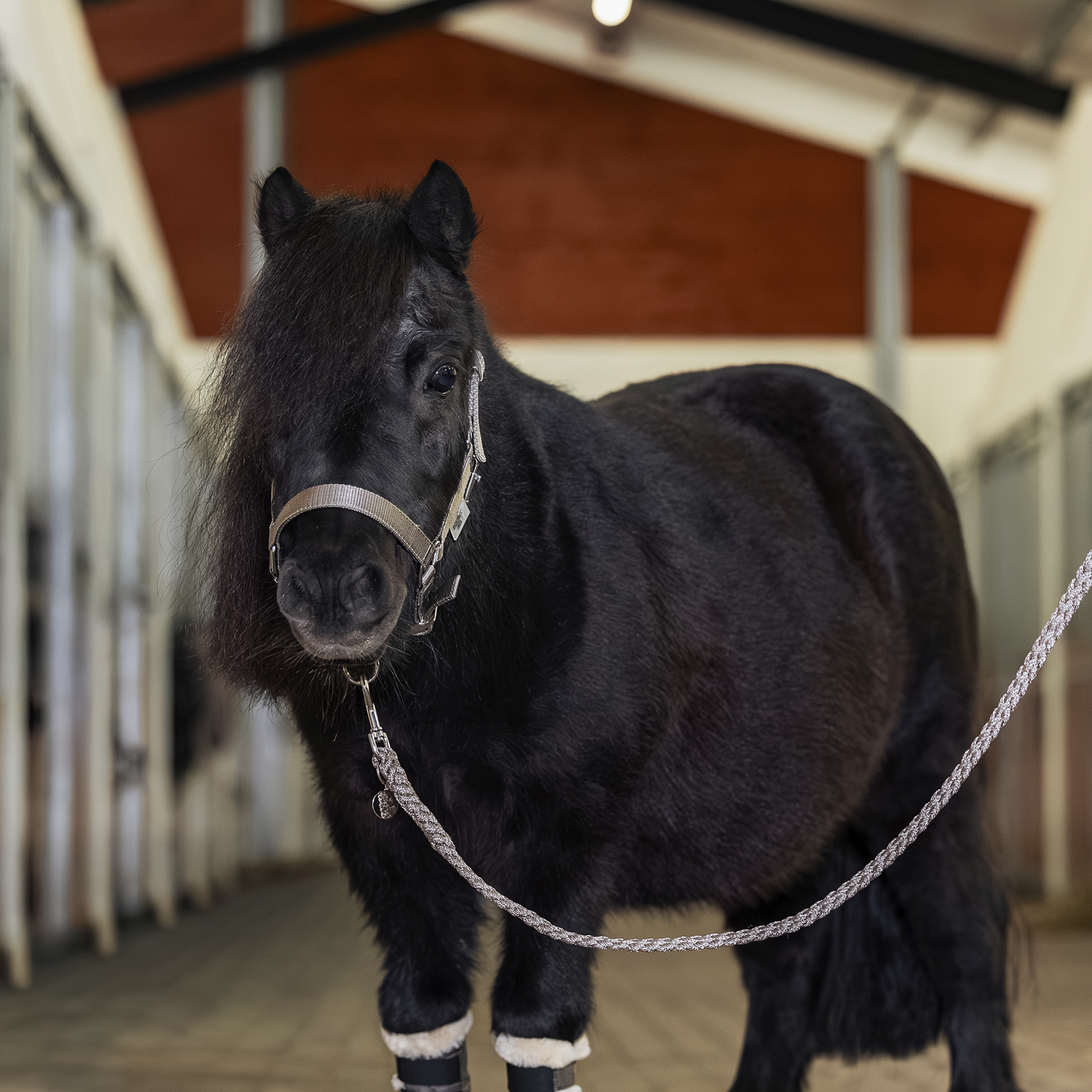 EQUEST Ultimo Führstrick Shetty mit Karabinerhaken