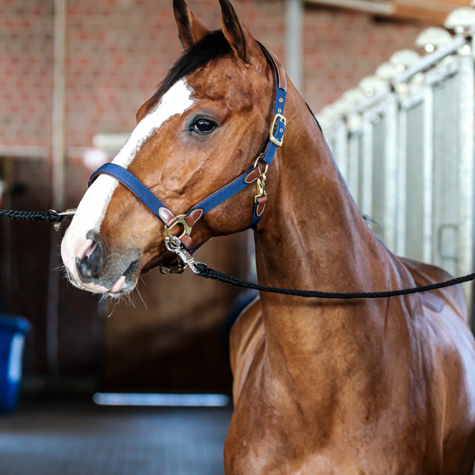 EQUEST Halfter Unique