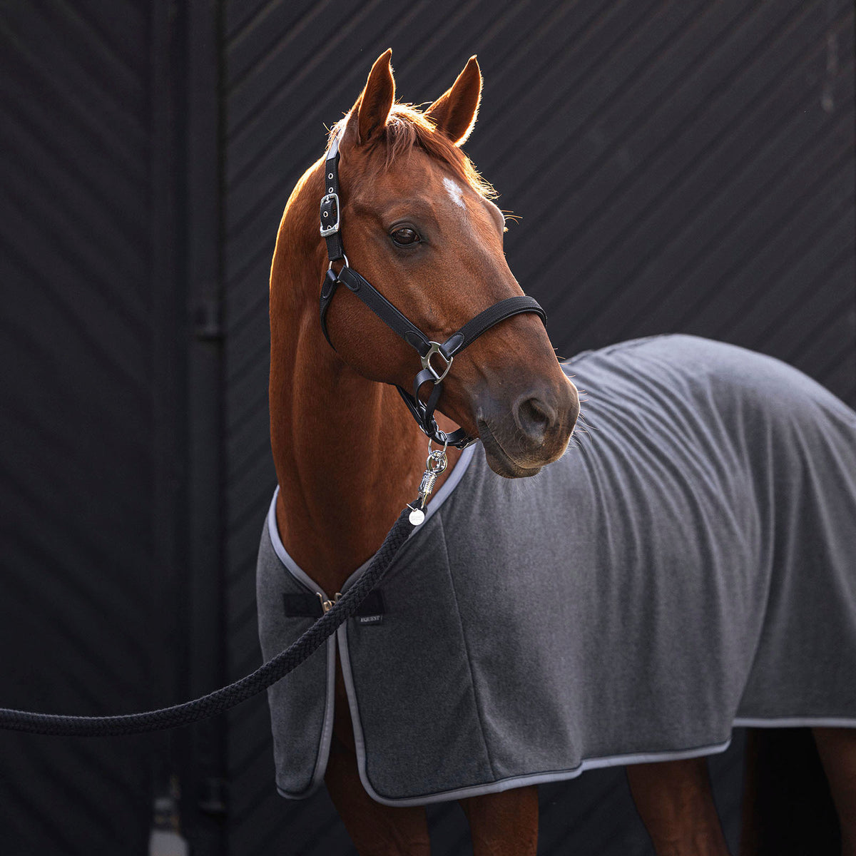 Fuchs mit EQUEST Halfter Unique und Abschwitzdecke Alpha Fleece Perform Regular in Grau vor dunkler Wand