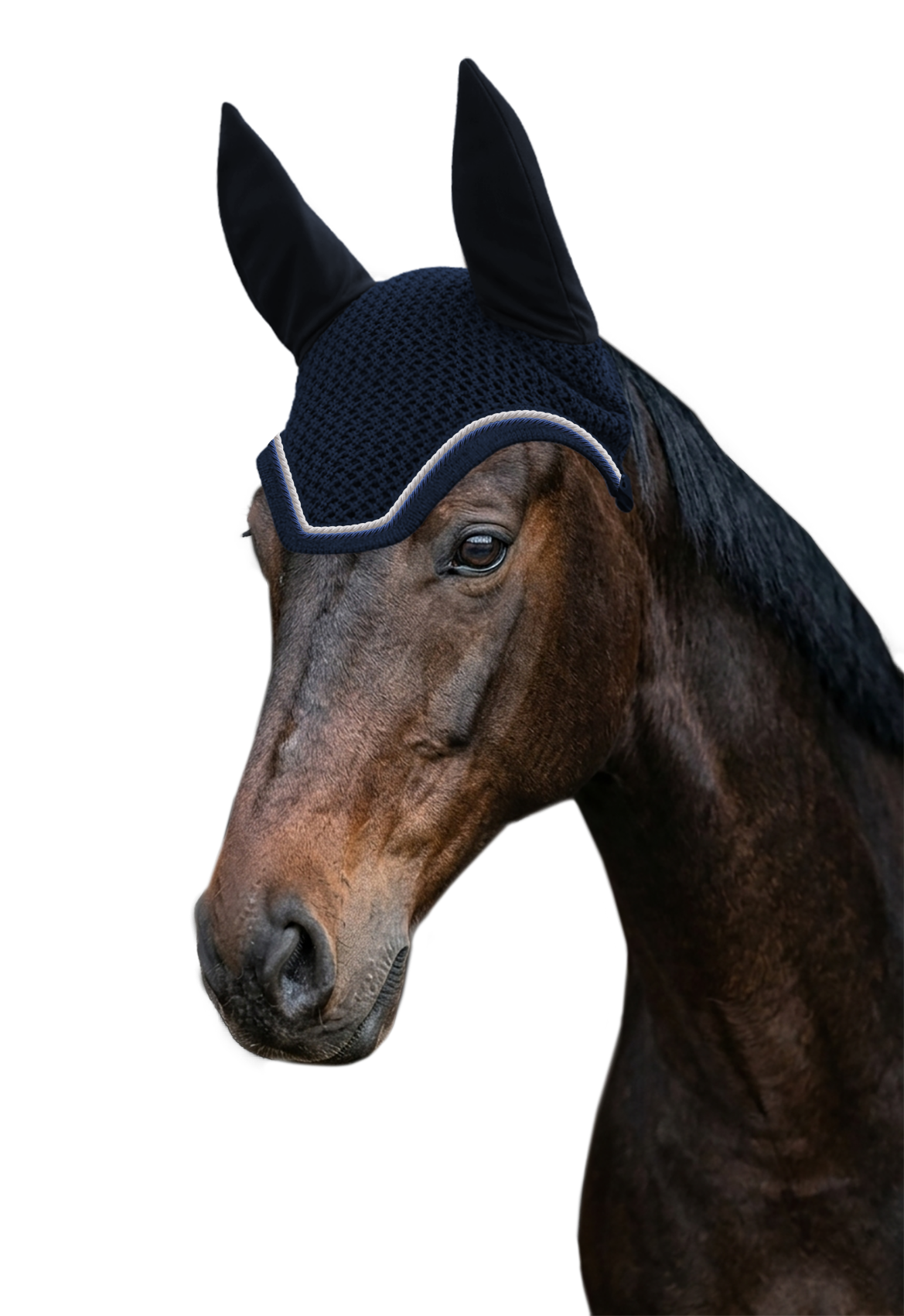 Fliegenohr