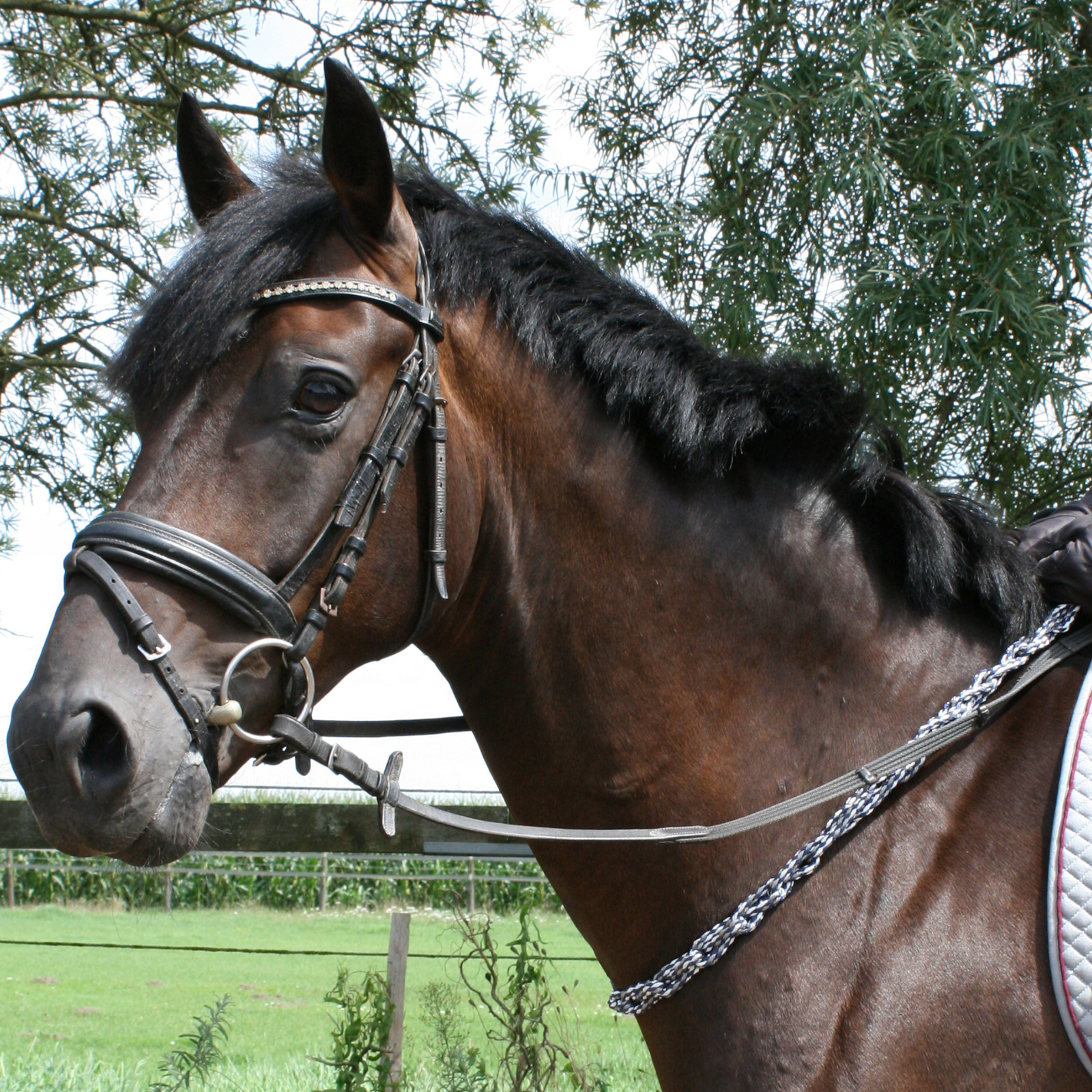 EQUEST Balance Zügel