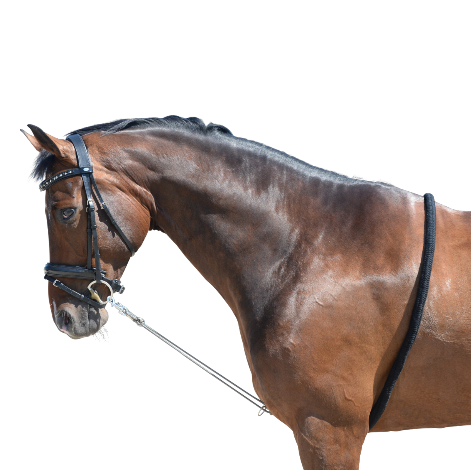 EQUEST Longierhilfe Soft Touch | 2 Ringe