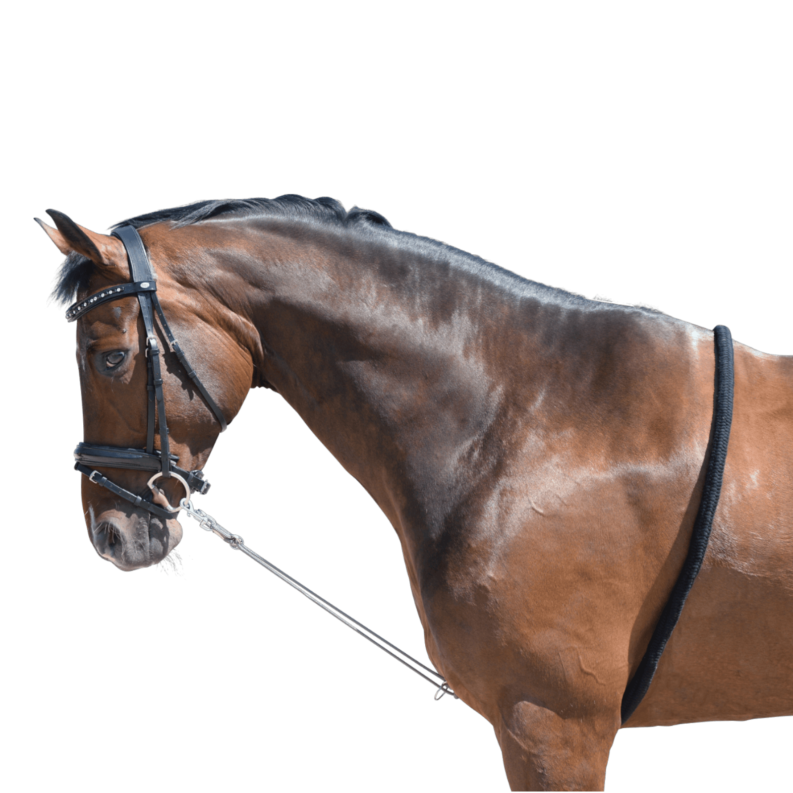 EQUEST Longierhilfe Soft Touch | 2 Ringe - EQUEST by Hoelscher