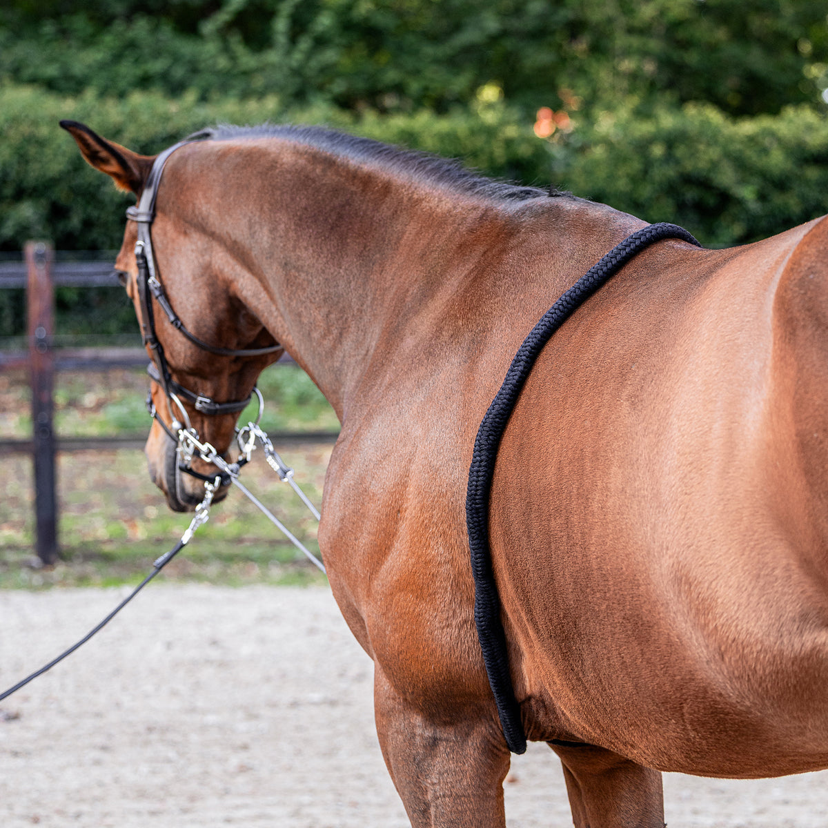 Brauner mit Trense und eingeschnallter EQUEST Longierhilfe Soft Touch auf dem Reitplatz