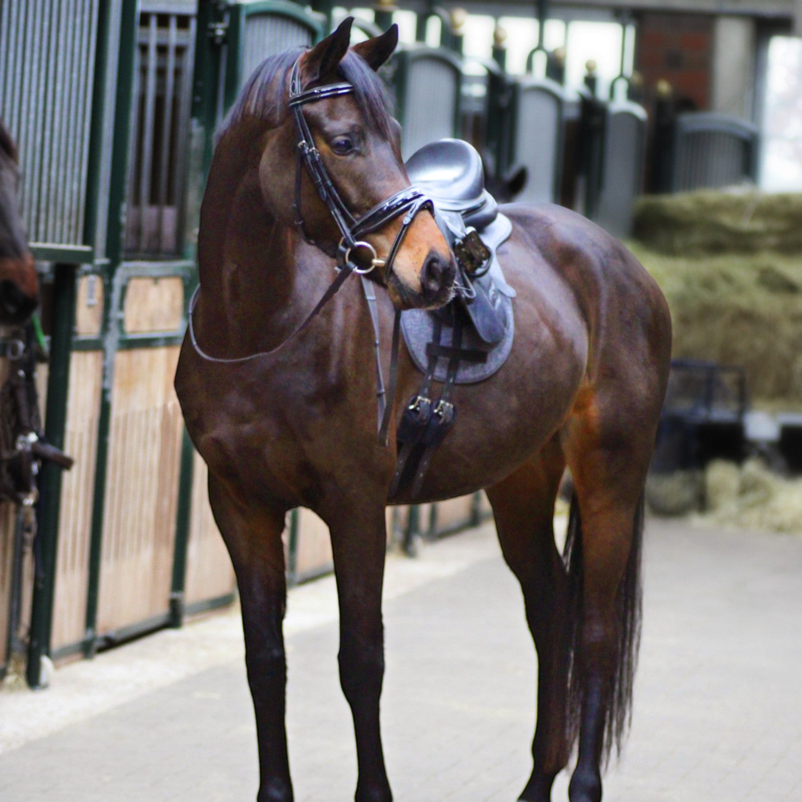 Tapis de selle EQUEST Nature