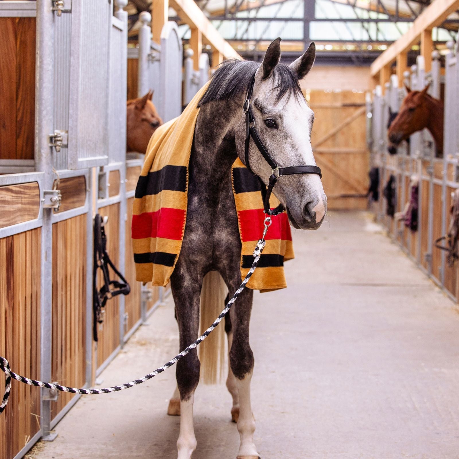 EQUEST Dralon Decke Pureline