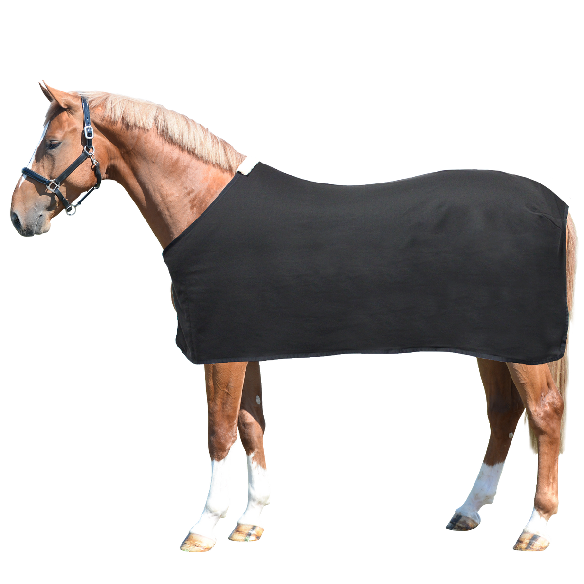 EQUEST Abschwitzdecke Cooler