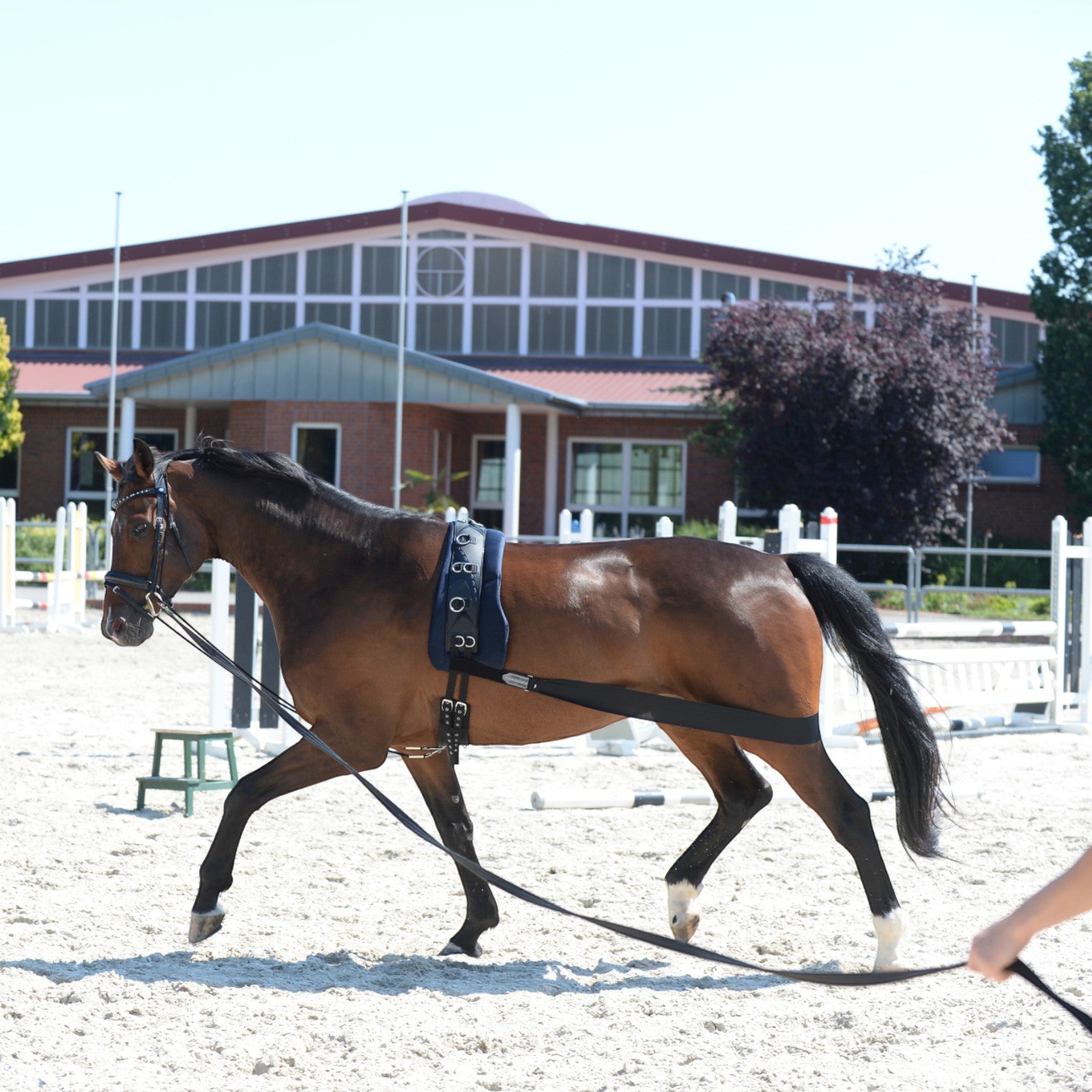 EQUEST Körper Bandage