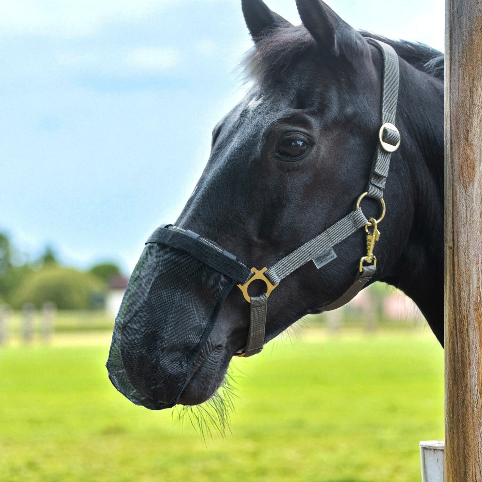EQUEST Fliegenschutz - Head Shaking