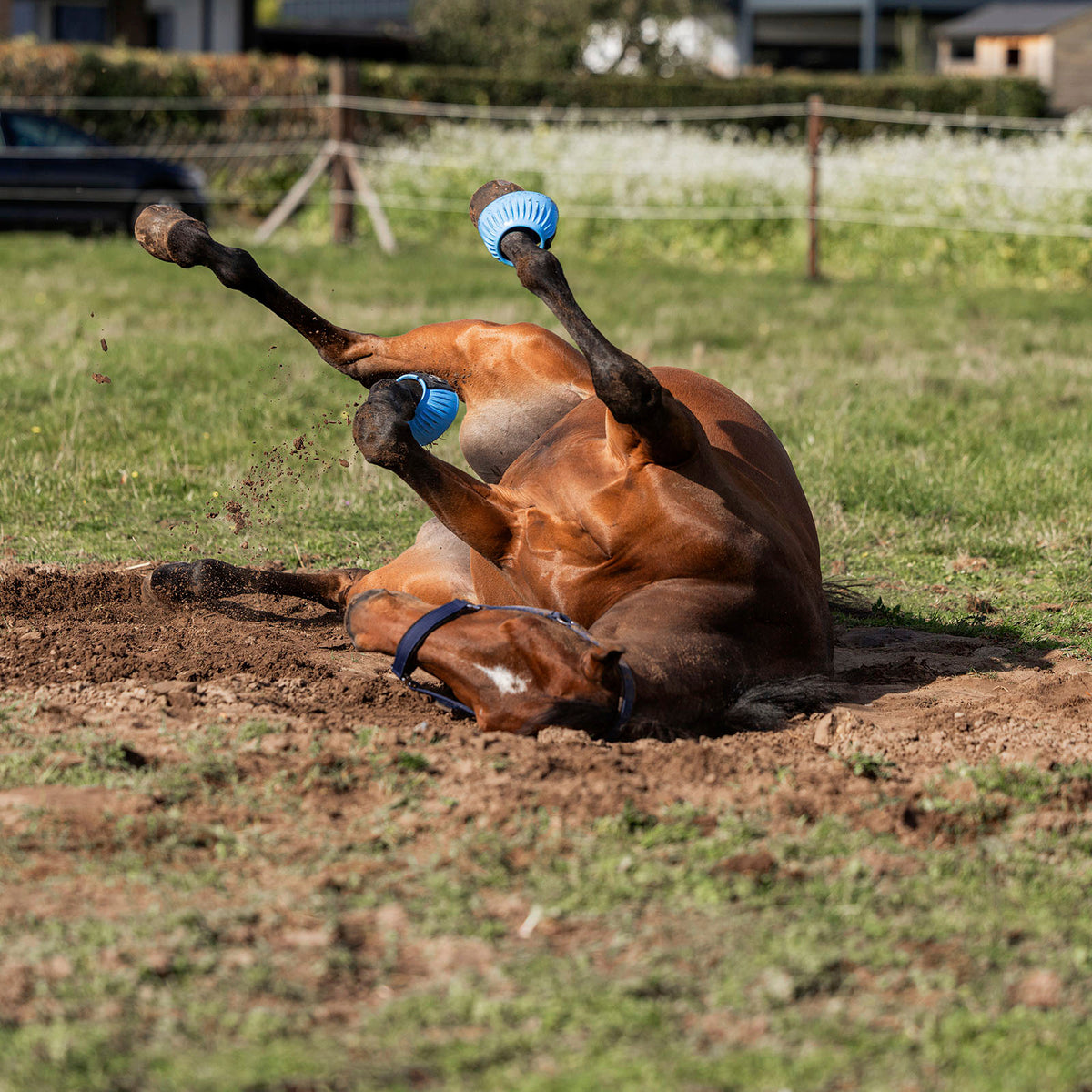 Brauner wälzt sich auf dem Paddock, mit EQUEST Gummispringglocken Color Catch in Blau und Halfter in Navy
