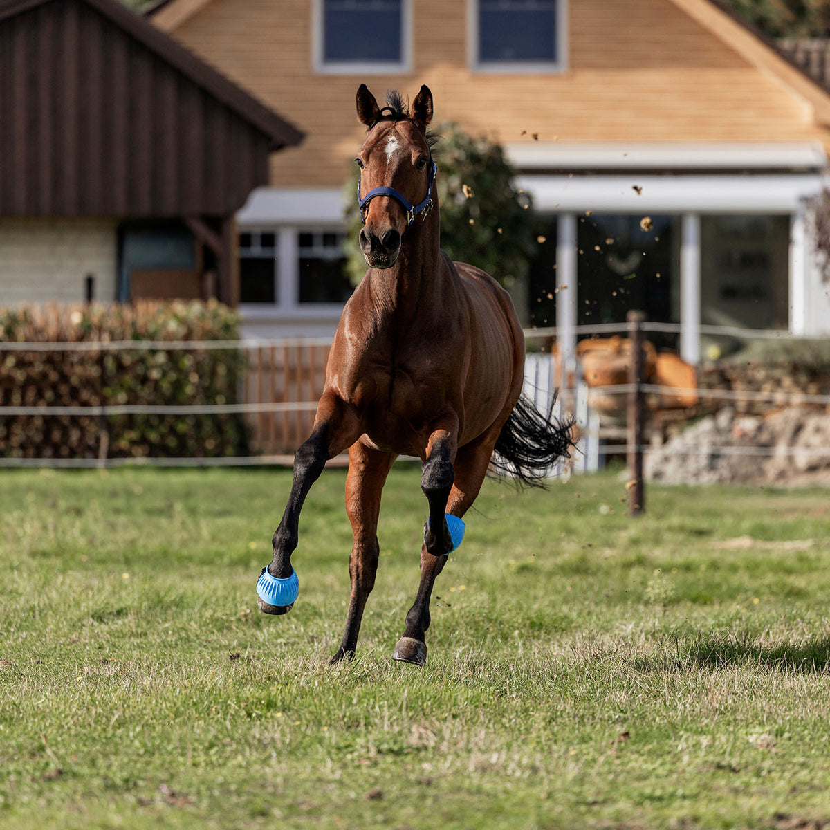 Brauner galoppiert auf einer Weide mit EQUEST Gummispringglocken Color Catch in Blau und Halfter in Navy