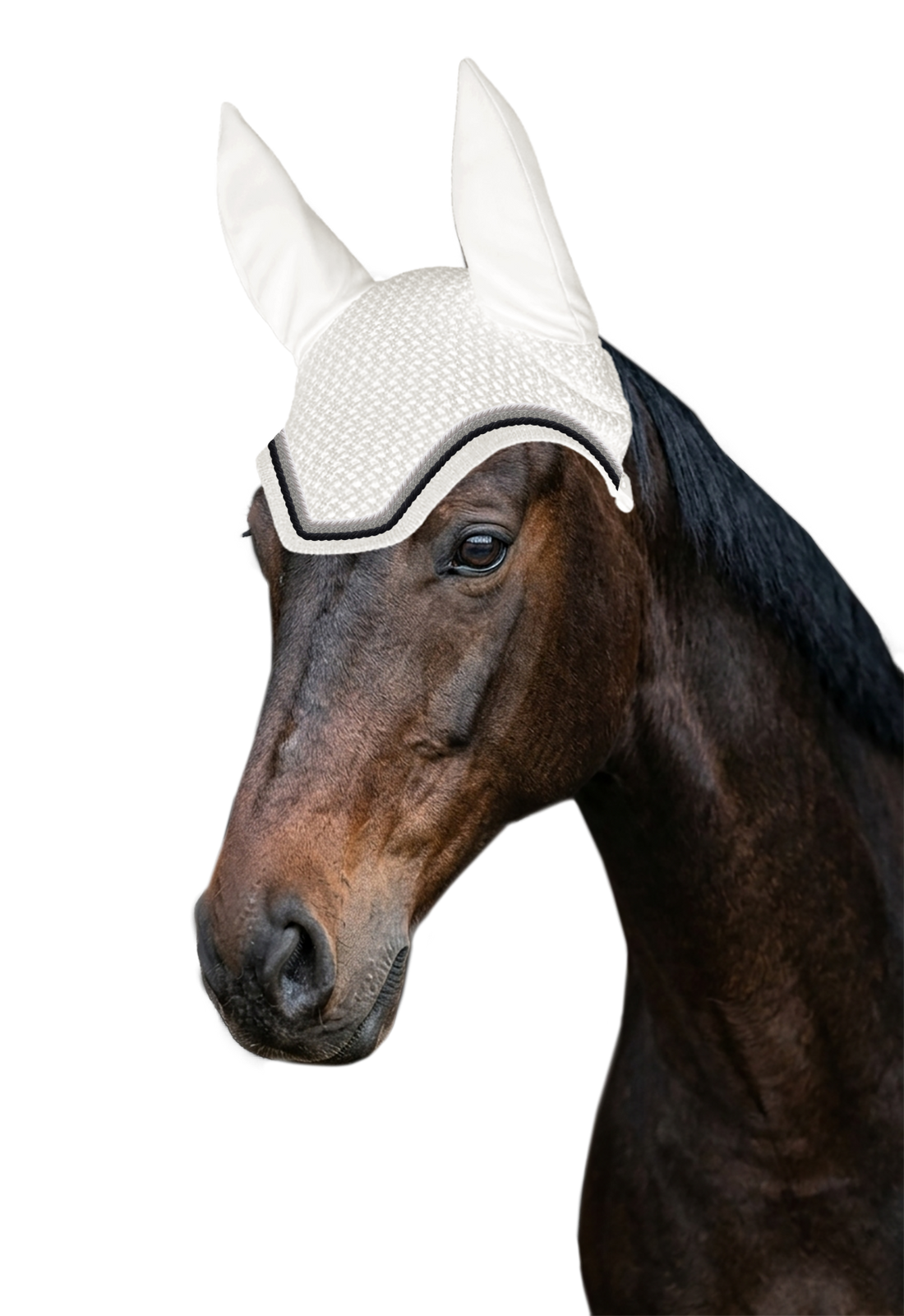 EQUEST by Hoelscher
