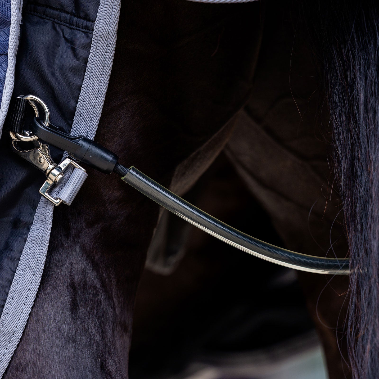 Sangle de queue EQUEST