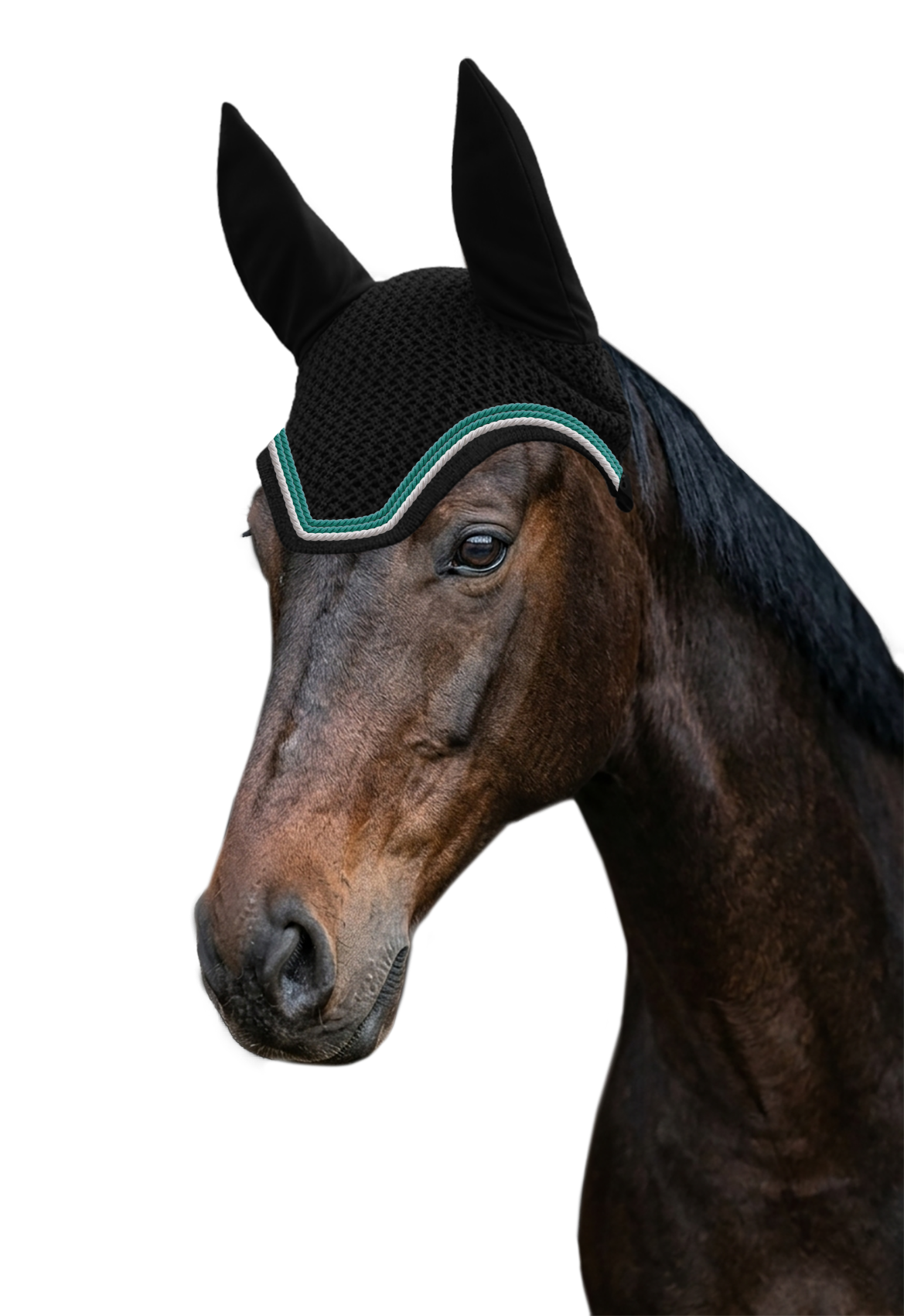 Fliegenohr