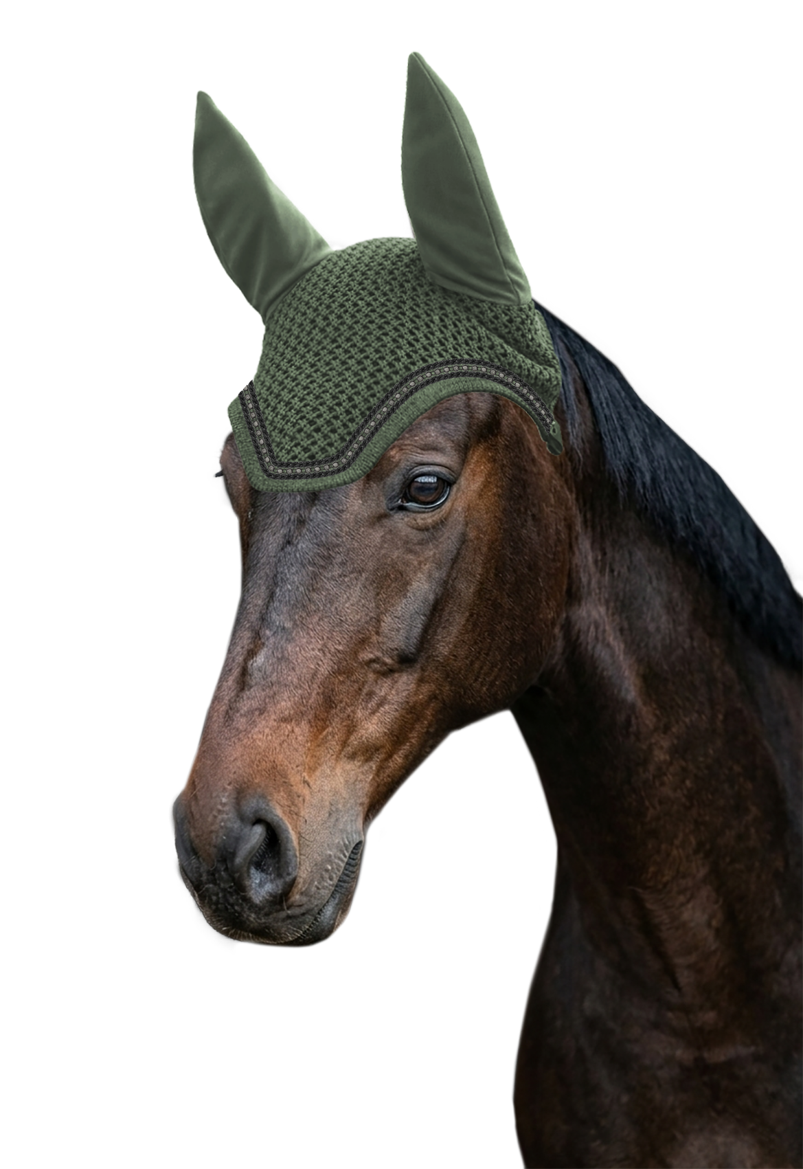 Fliegenohr