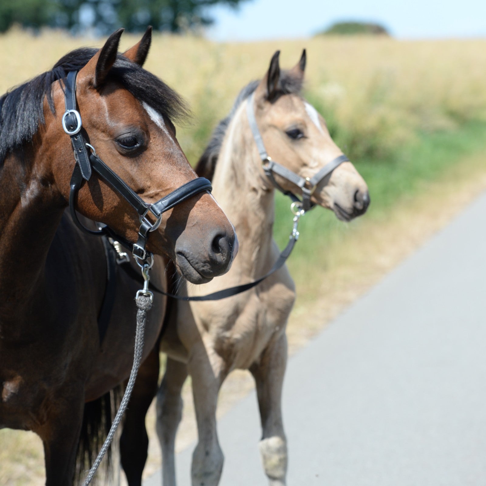 EQUEST Vorführgurt für Stute mit Fohlen | größenverstellbar