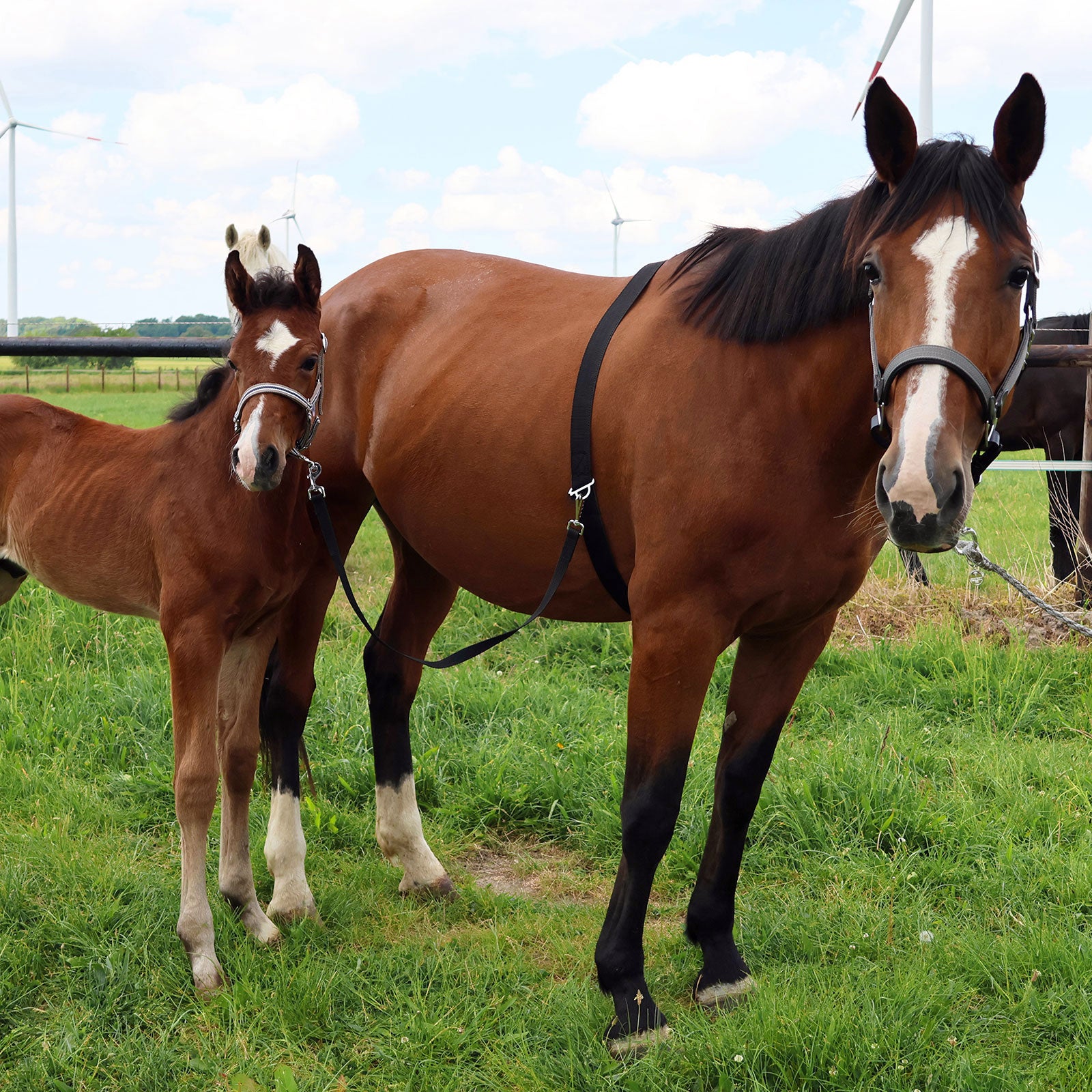 Sangle de présentation EQUEST pour jument avec poulain | Taille ajustable