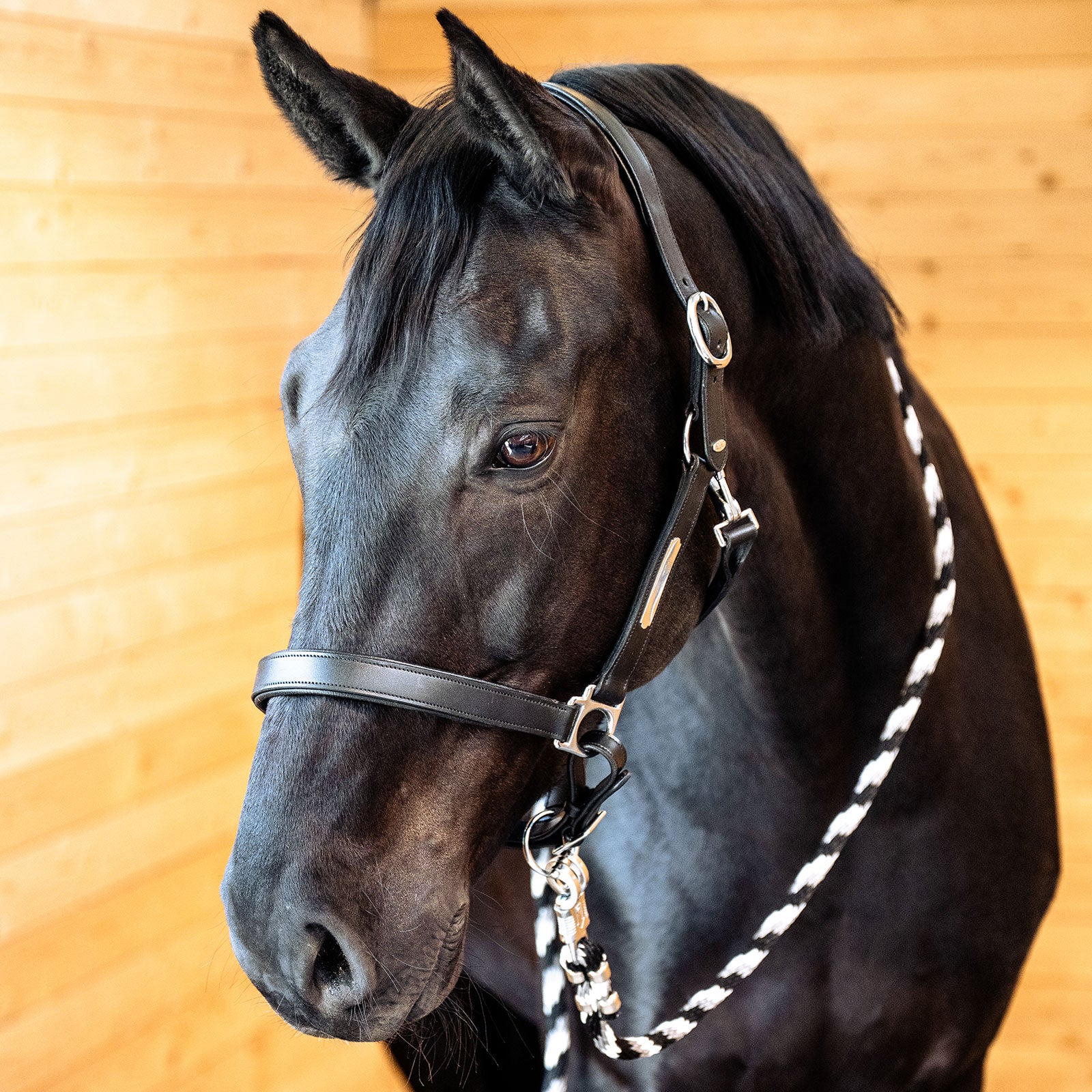 EQUEST Lederhalfter Inscribe