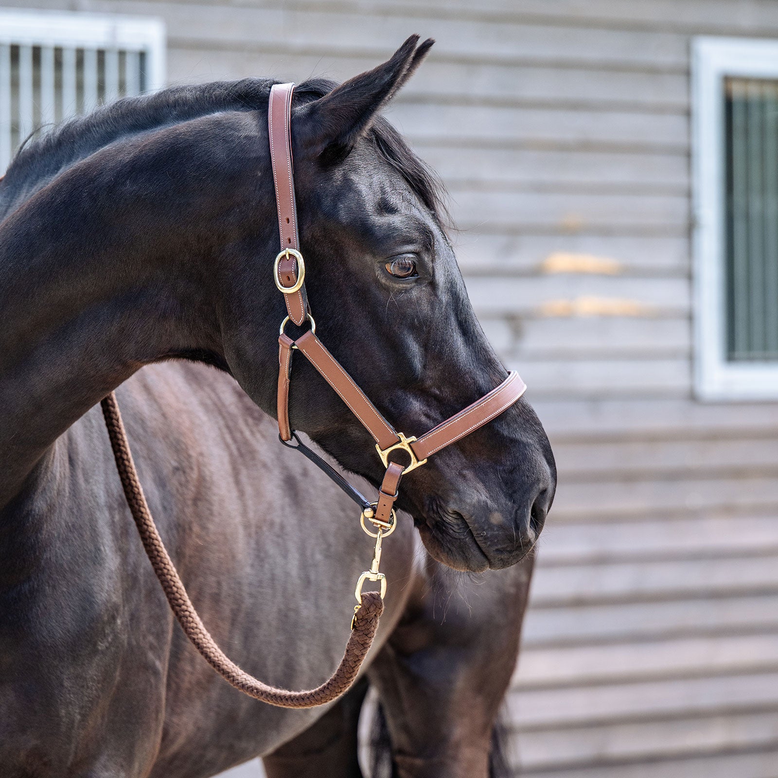 EQUEST Lederhalfter Inscribe