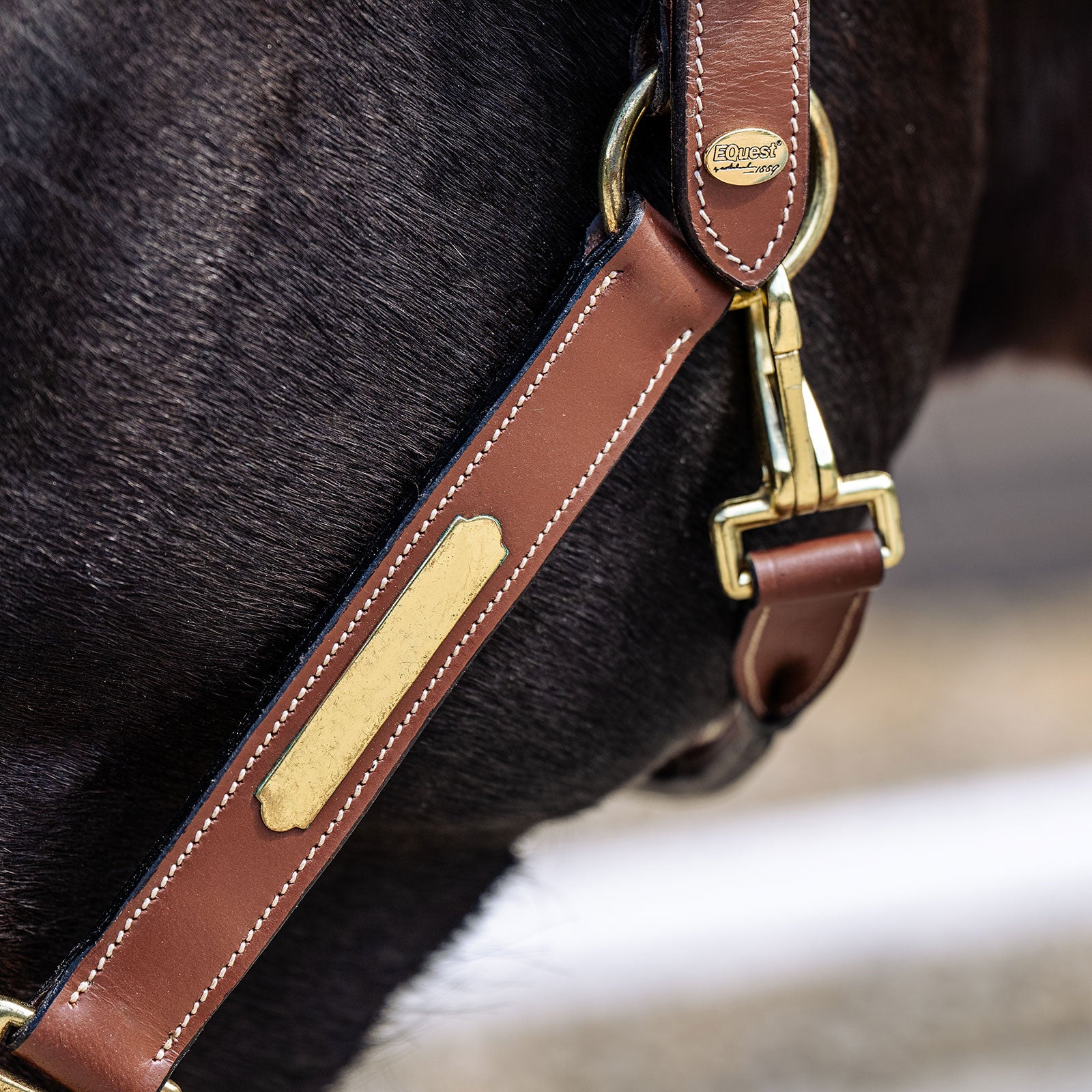 EQUEST Lederhalfter Inscribe