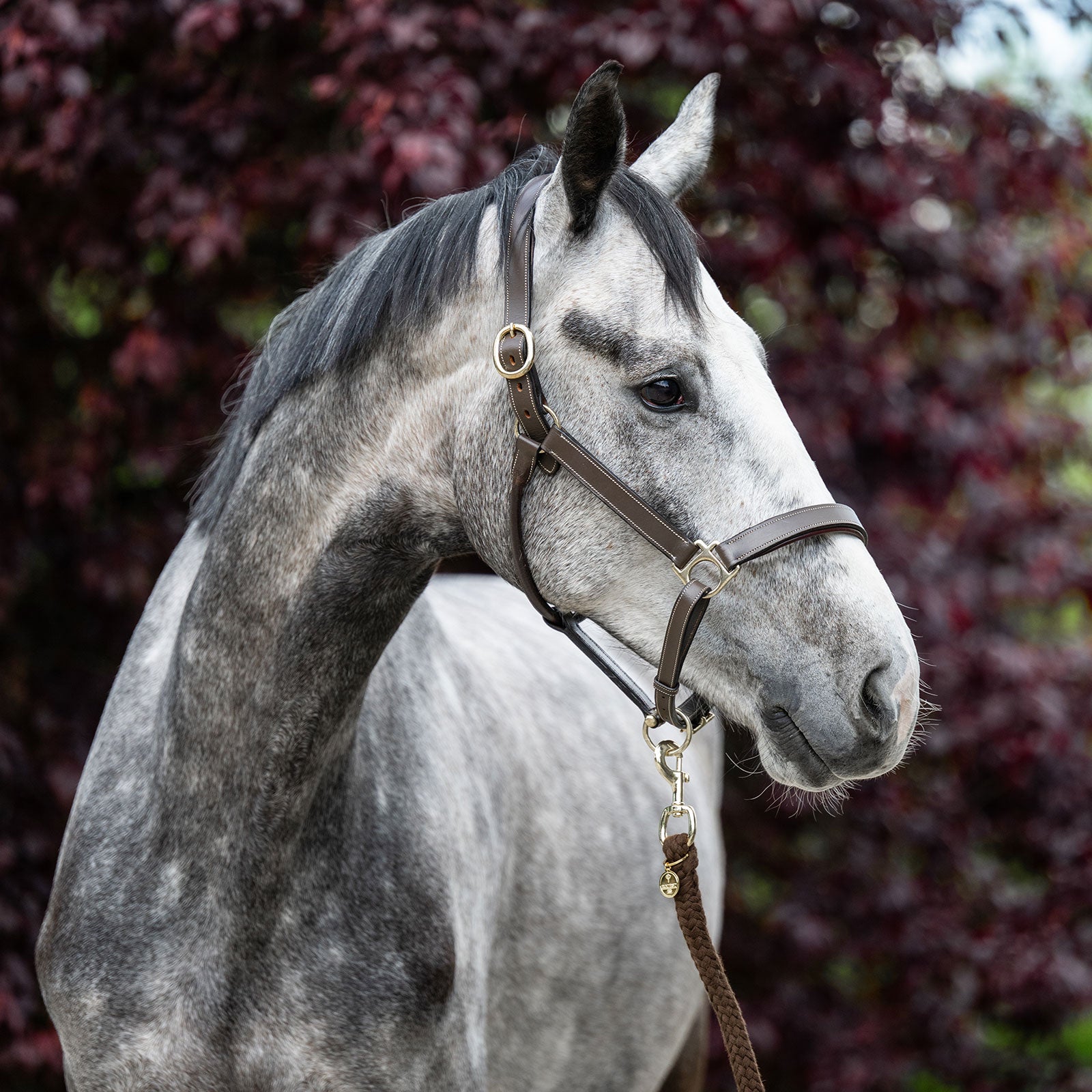 EQUEST Lederhalfter Inscribe