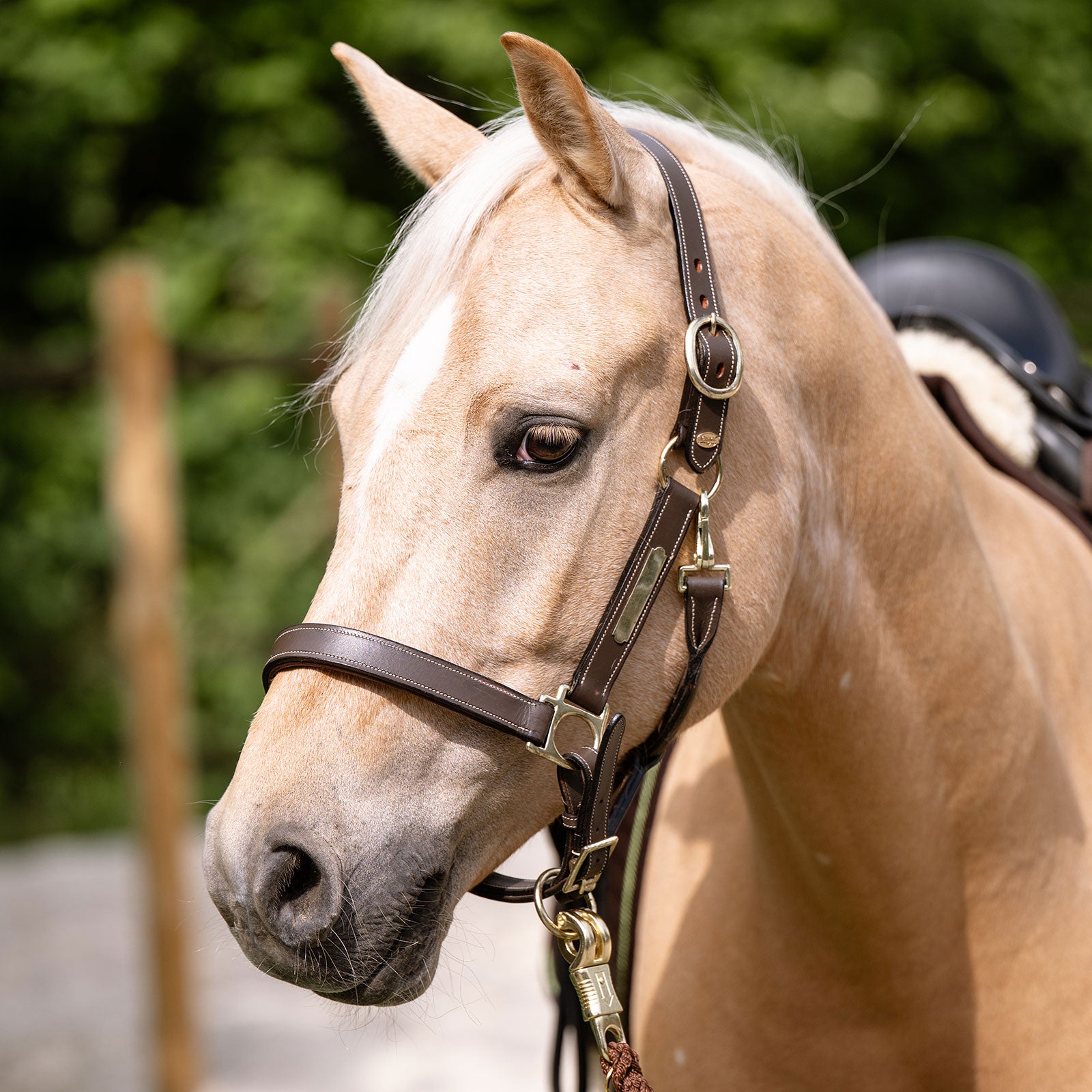 EQUEST Lederhalfter Inscribe