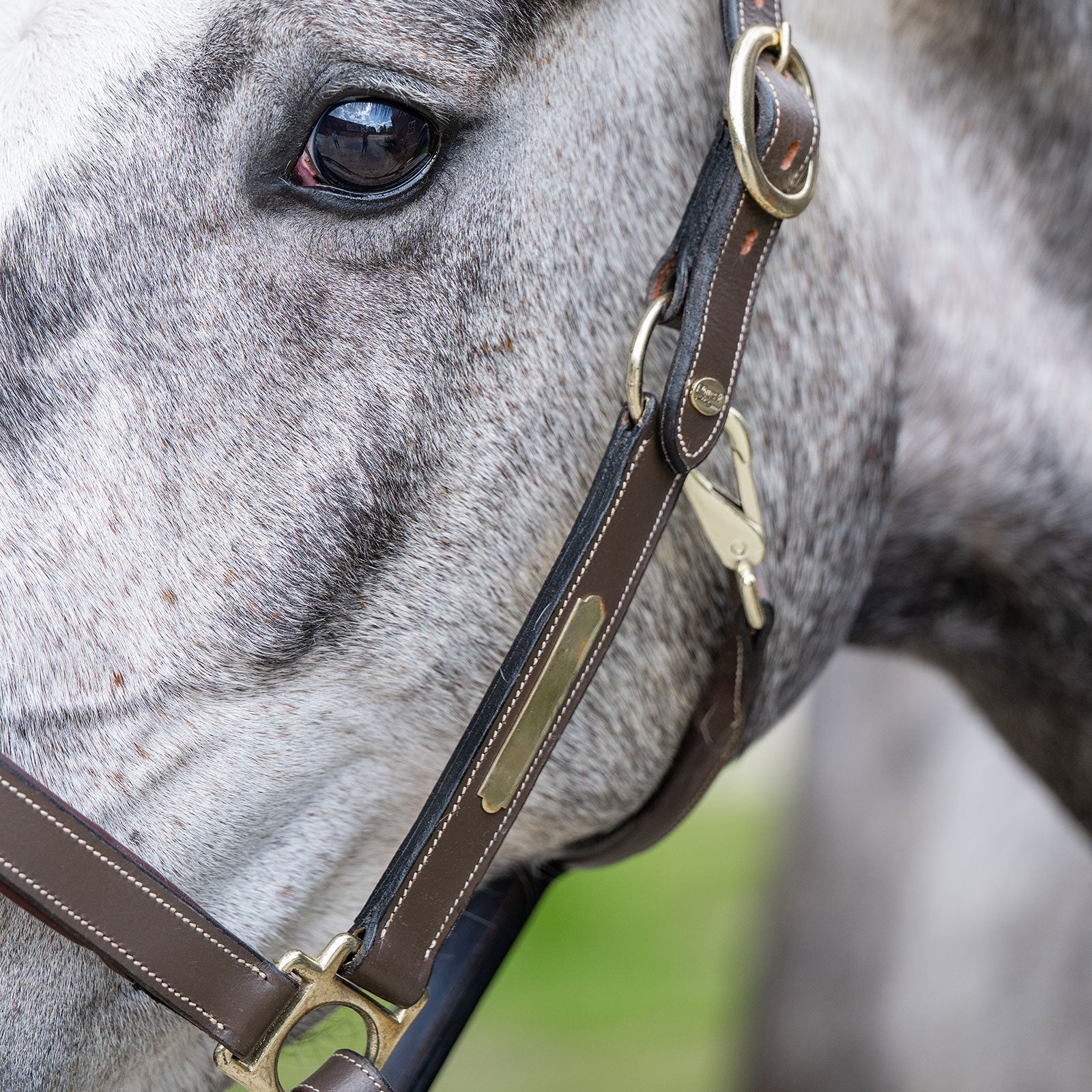 EQUEST Lederhalfter Inscribe