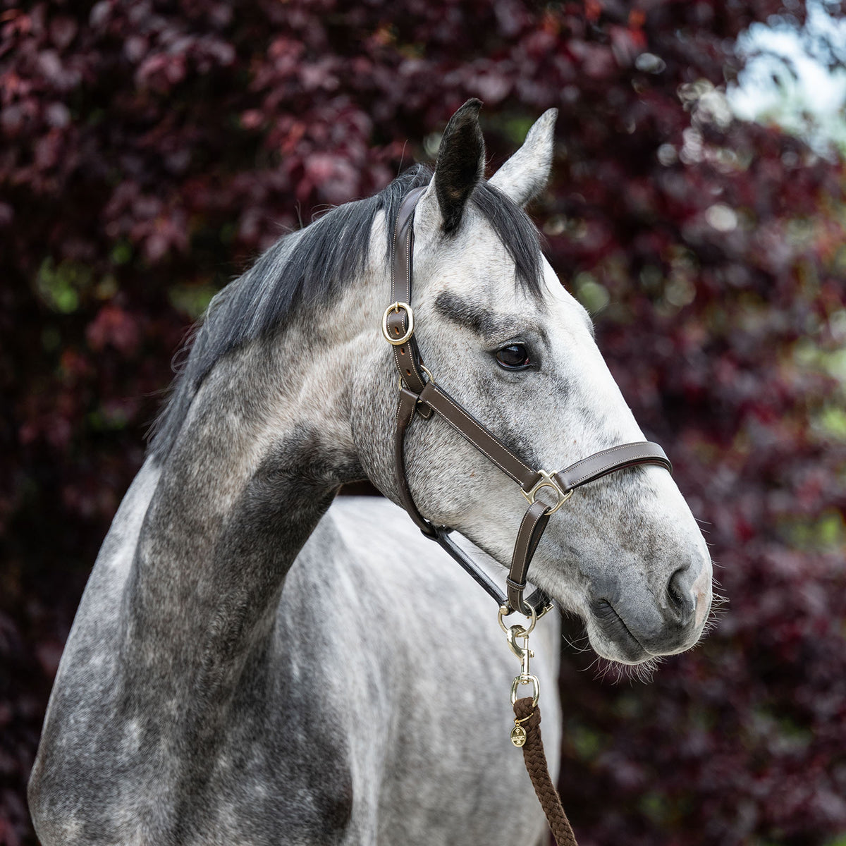 EQUEST by Hoelscher
