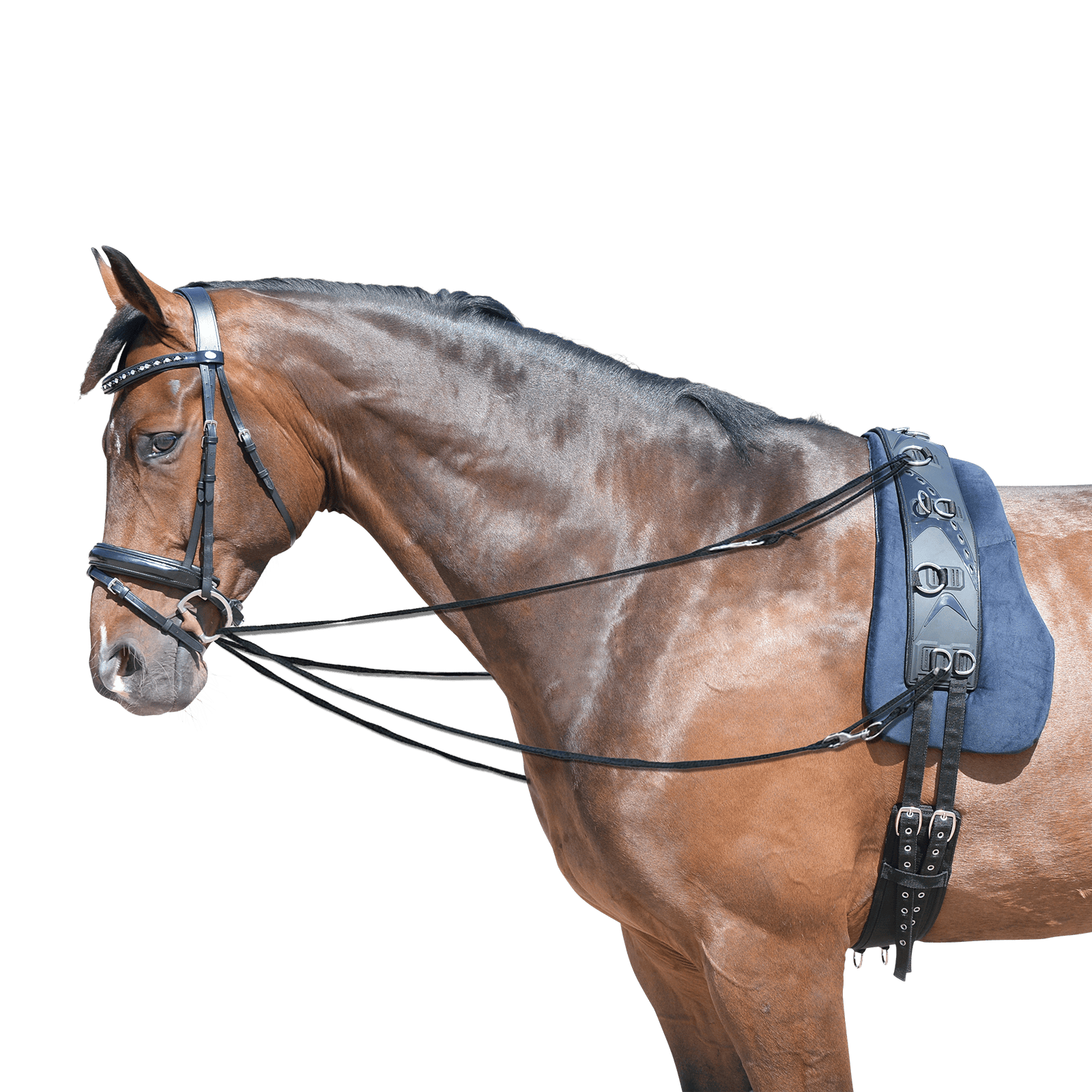 EQUEST Phillipszügel Adjustable - EQUEST by Hoelscher