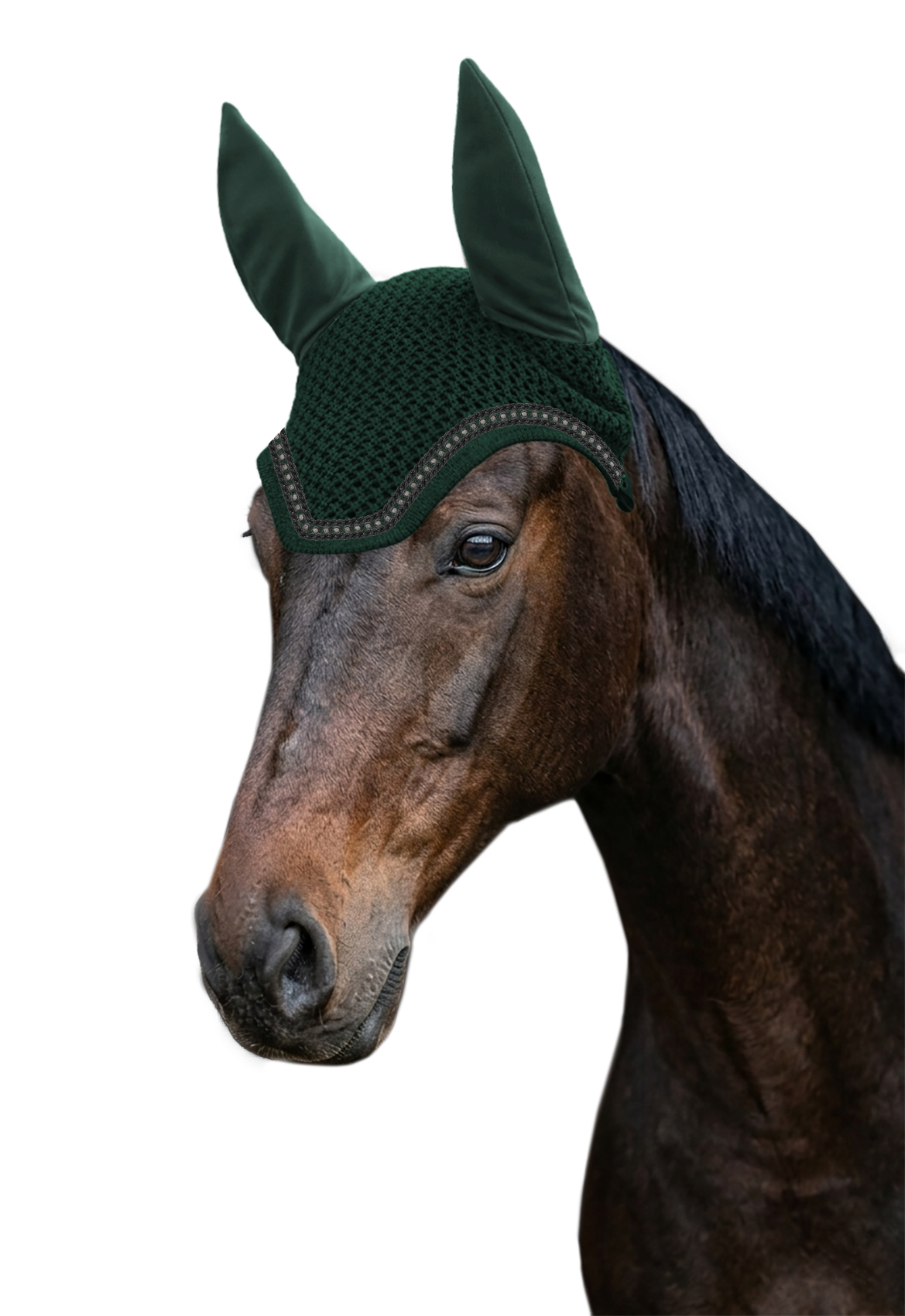 Fliegenohr
