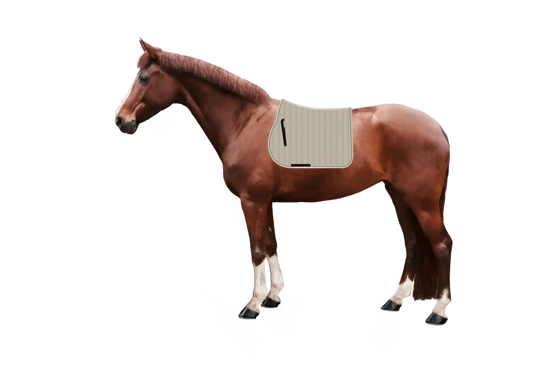 EQUEST by Hoelscher