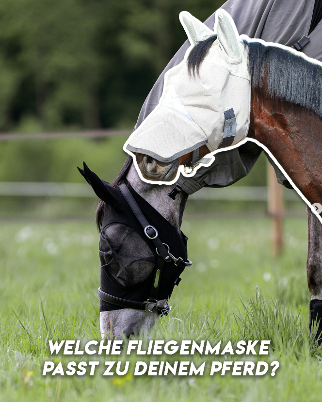 EQUEST by Hoelscher
