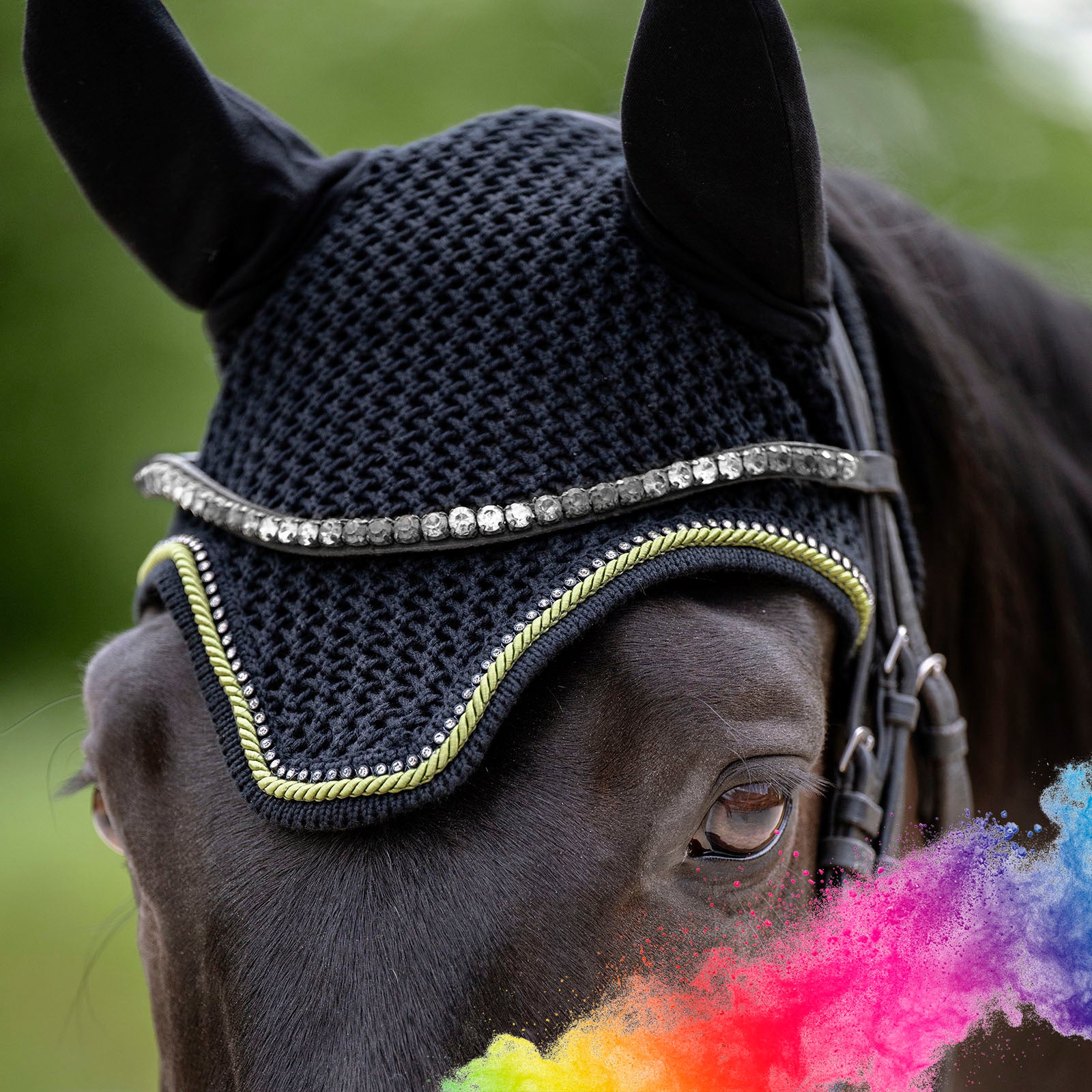 EQUEST Fliegenohr - EQUEST by Hoelscher